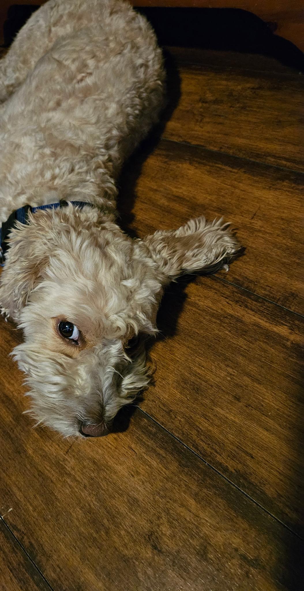 Enlarge Kai, a Adopted mixed breed in Whittier, CA image 2/2