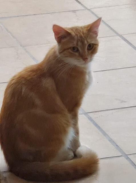 Marmelade, Adoptable, Adult Female Domestic Short Hair.