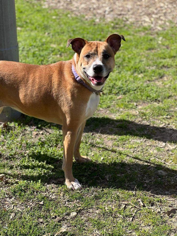 Honey (Courtesy), a Adoptable Pit Bull Terrier in Holly Springs, NC image 1/3