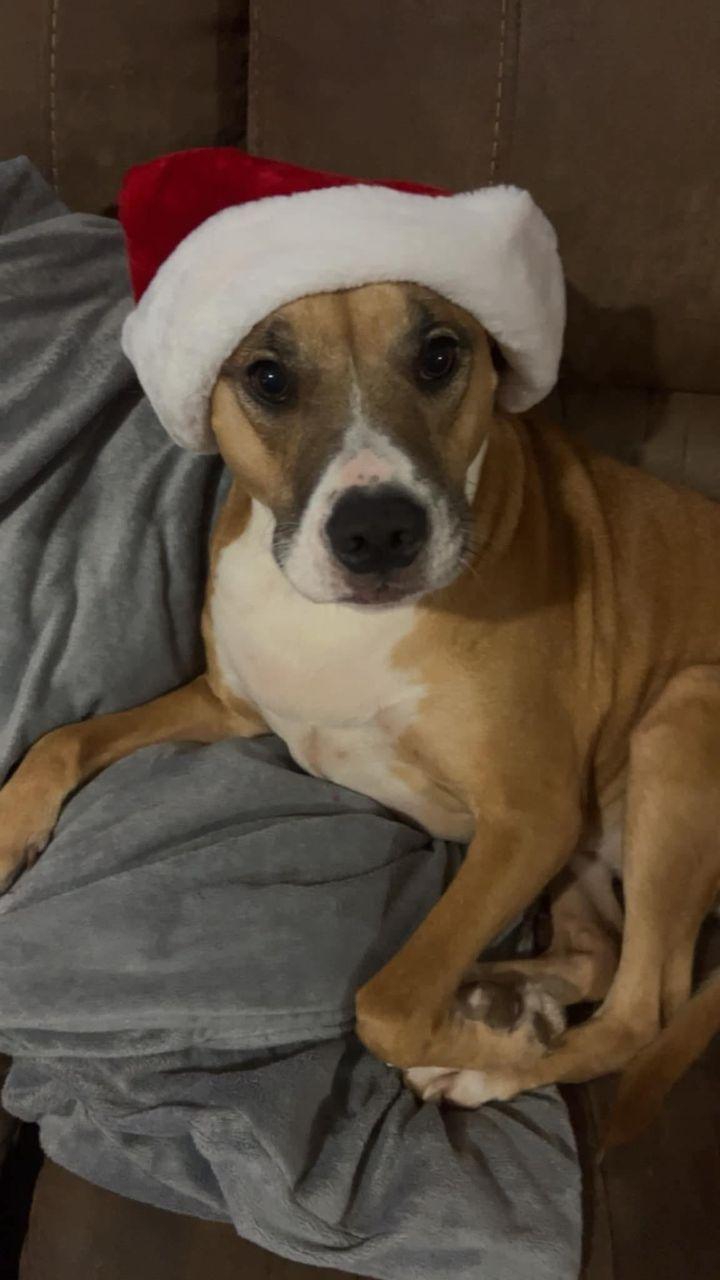 Honey (Courtesy), a Adoptable Pit Bull Terrier in Holly Springs, NC image 3/3