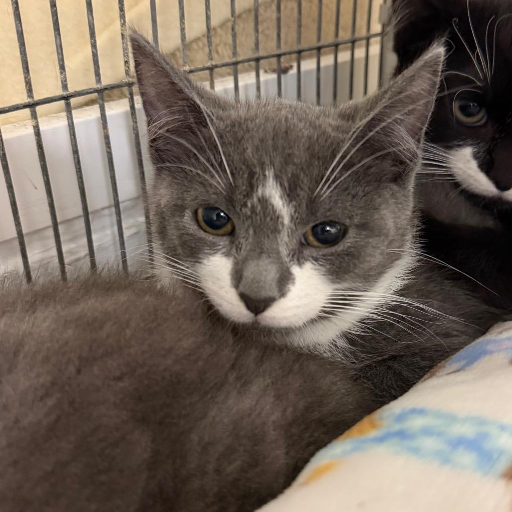 Enlarge Oly, a Adoptable Domestic Short Hair in Hampton Bays, NY image 1/2