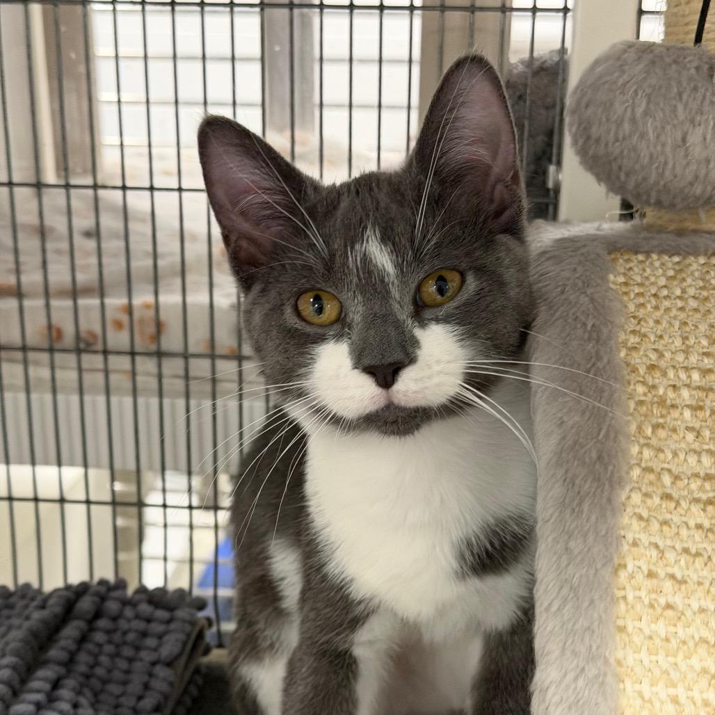 Enlarge Oly, a Adoptable Domestic Short Hair in Hampton Bays, NY image 2/2
