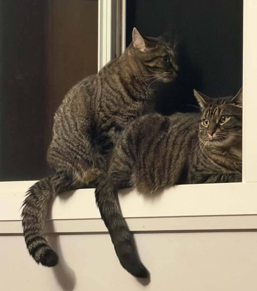 Enlarge Nessa & Maple, a Adoptable Domestic Short Hair in Spencerville, ON image 1/5