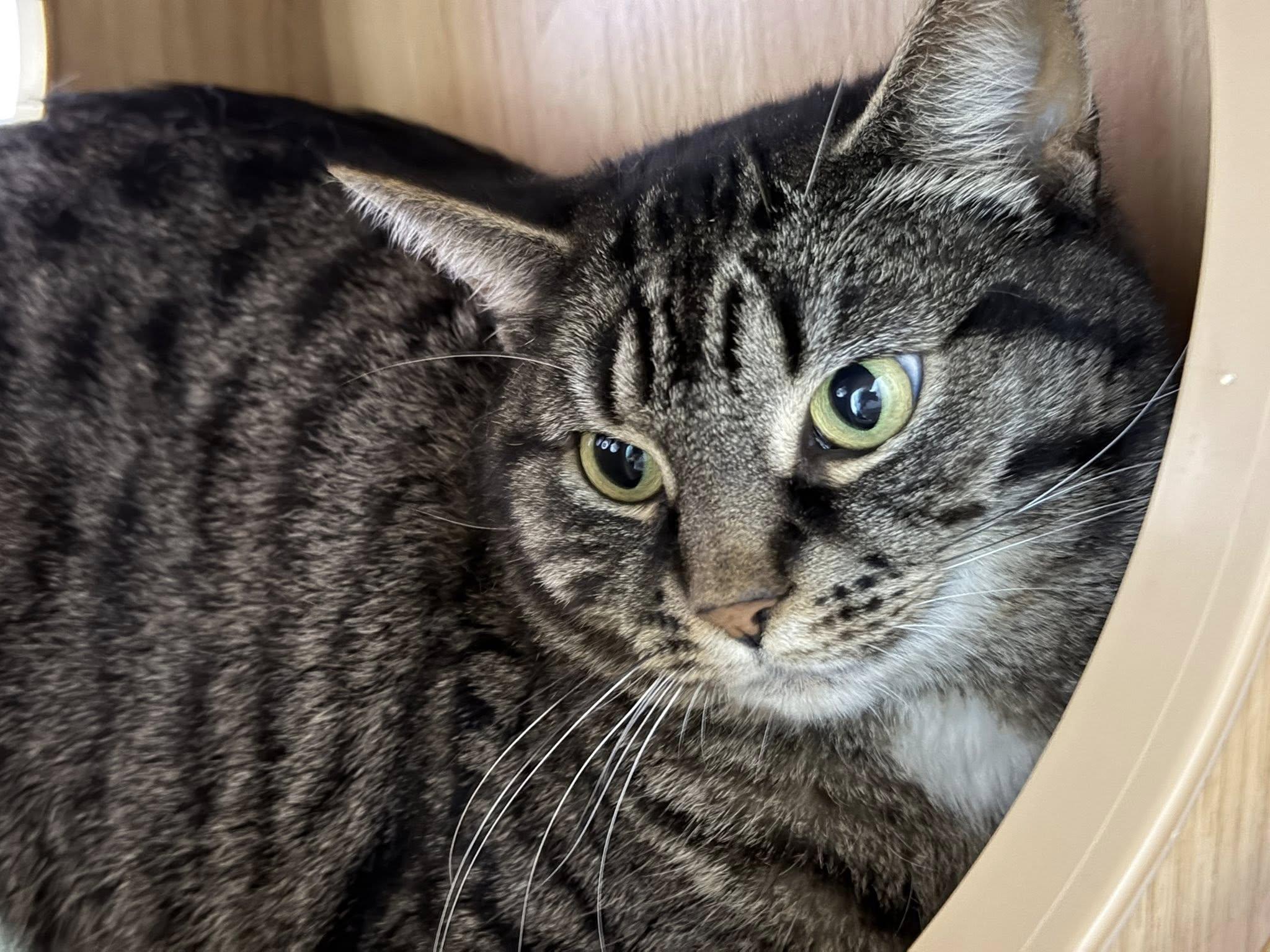 Nessa & Maple, a ADOPTABLE Domestic Short Hair in Spencerville, ON image 6/6
