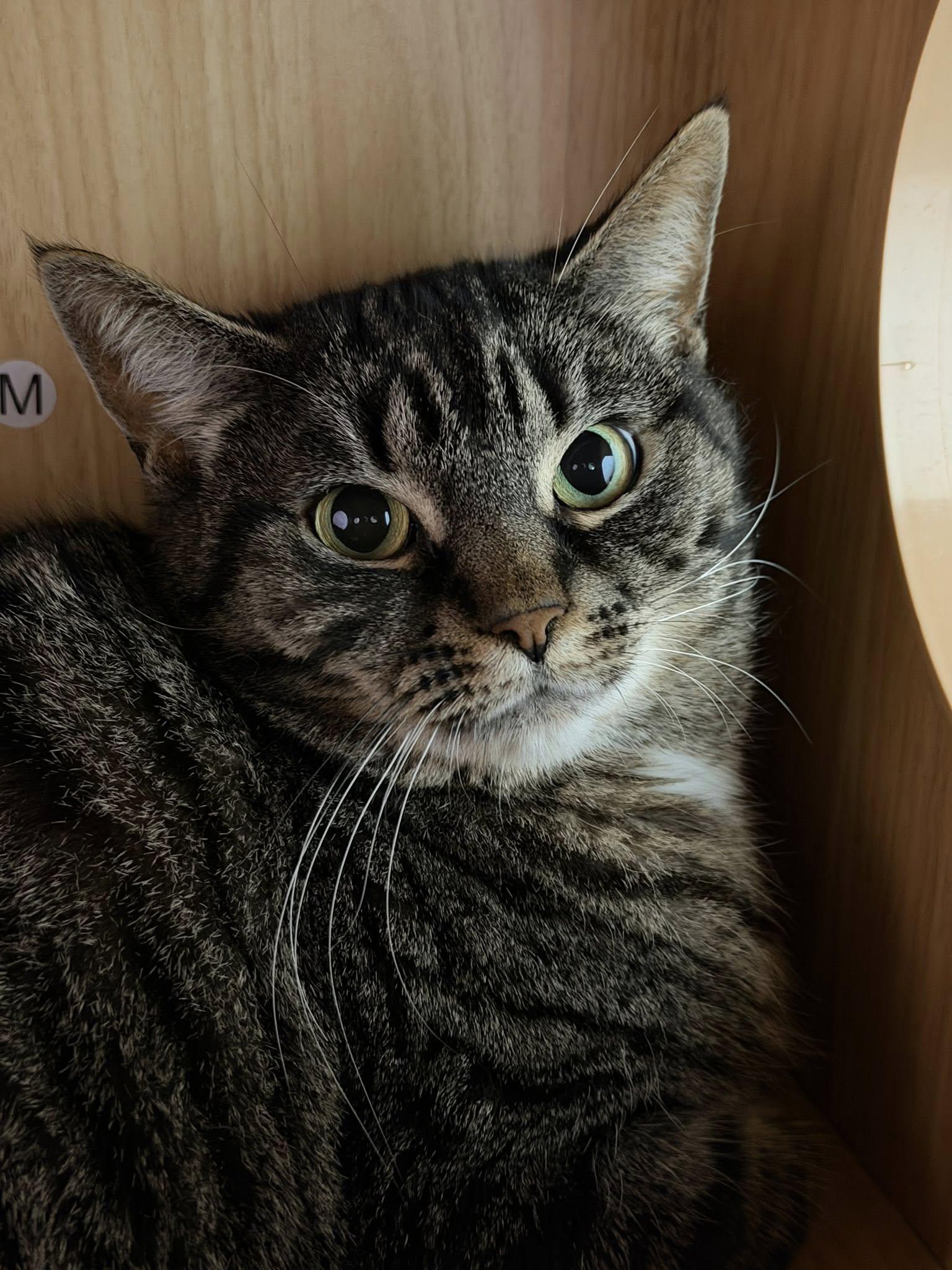 Nessa & Maple, a ADOPTABLE Domestic Short Hair in Spencerville, ON image 3/6