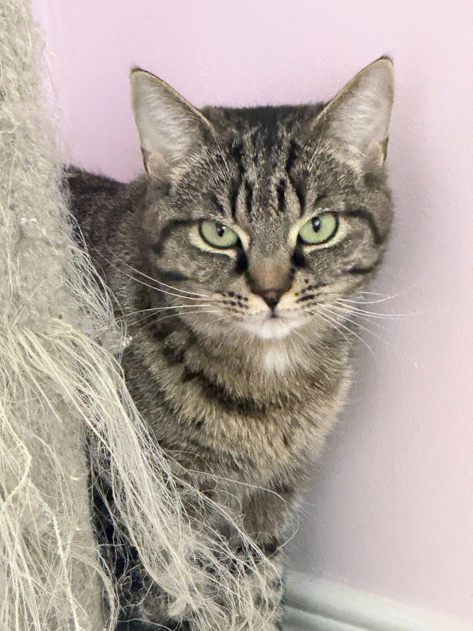 Nessa & Maple, ADOPTABLE, Adult Female Domestic Short Hair.