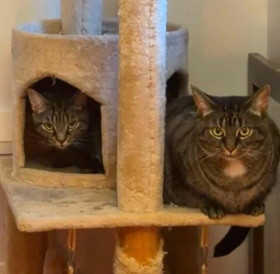 Enlarge Nessa & Maple, a Adoptable Domestic Short Hair in Spencerville, ON image 5/5