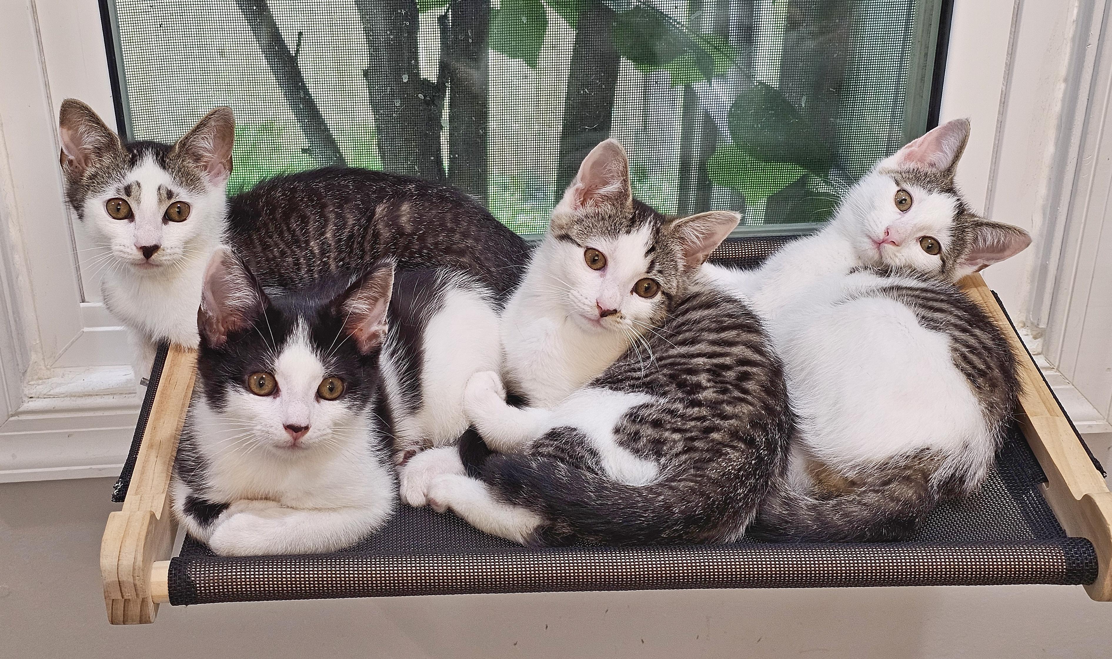 Hummers Kittens (2M, 2F)