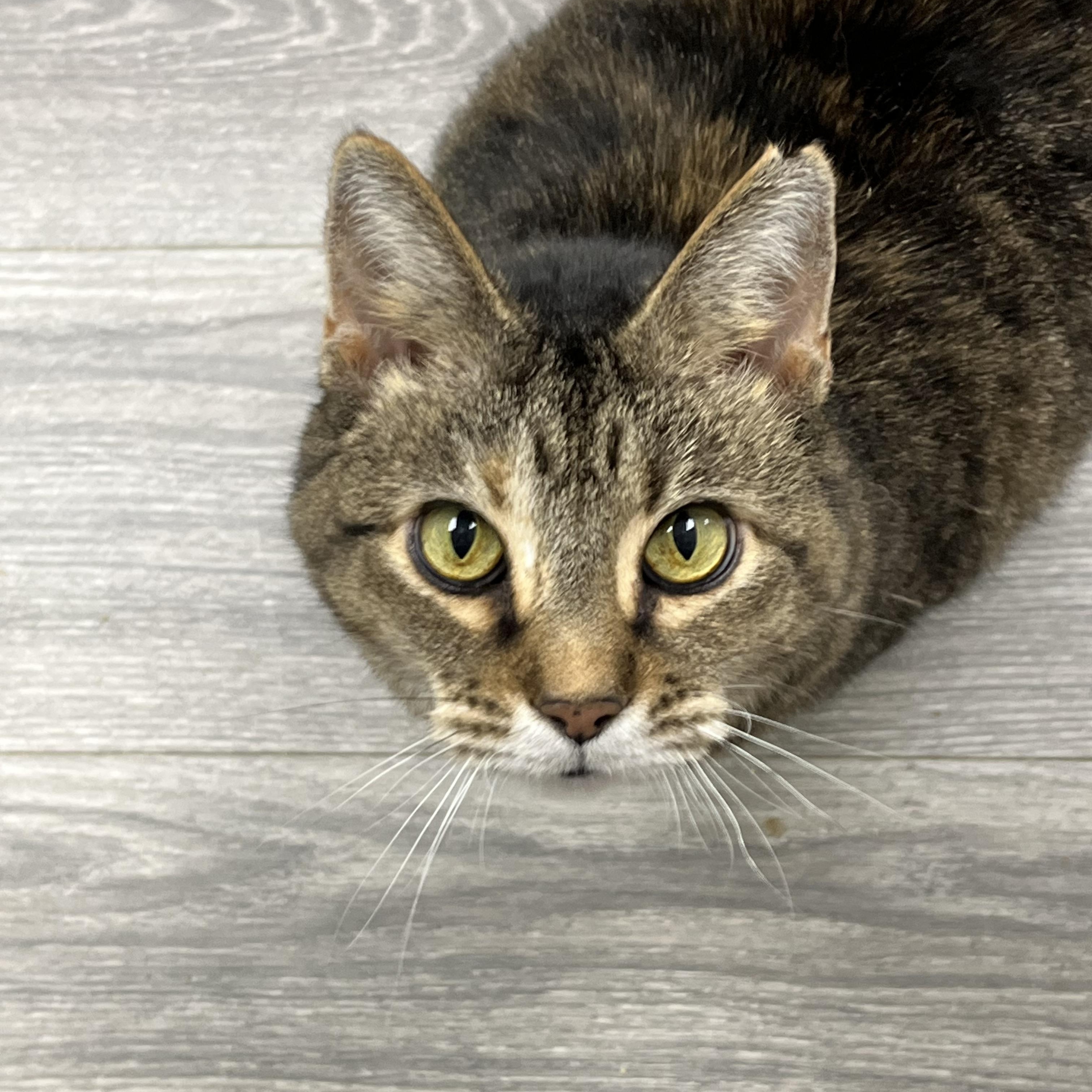 Enlarge Kit Kat, a ADOPTABLE Domestic Short Hair in Maryville, TN image 4/4