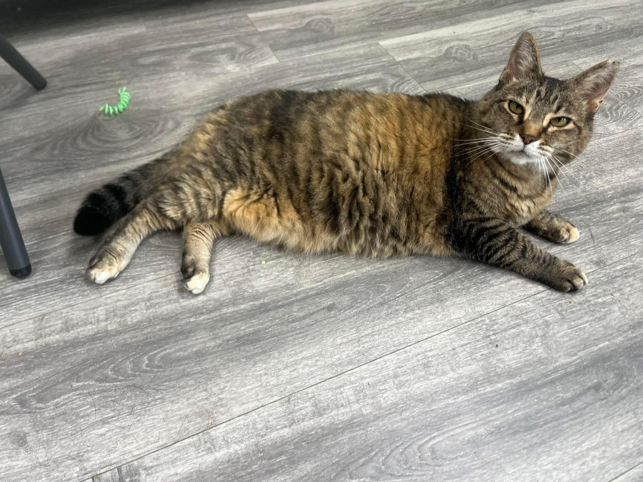 Enlarge Kit Kat, a ADOPTABLE Domestic Short Hair in Maryville, TN image 2/4