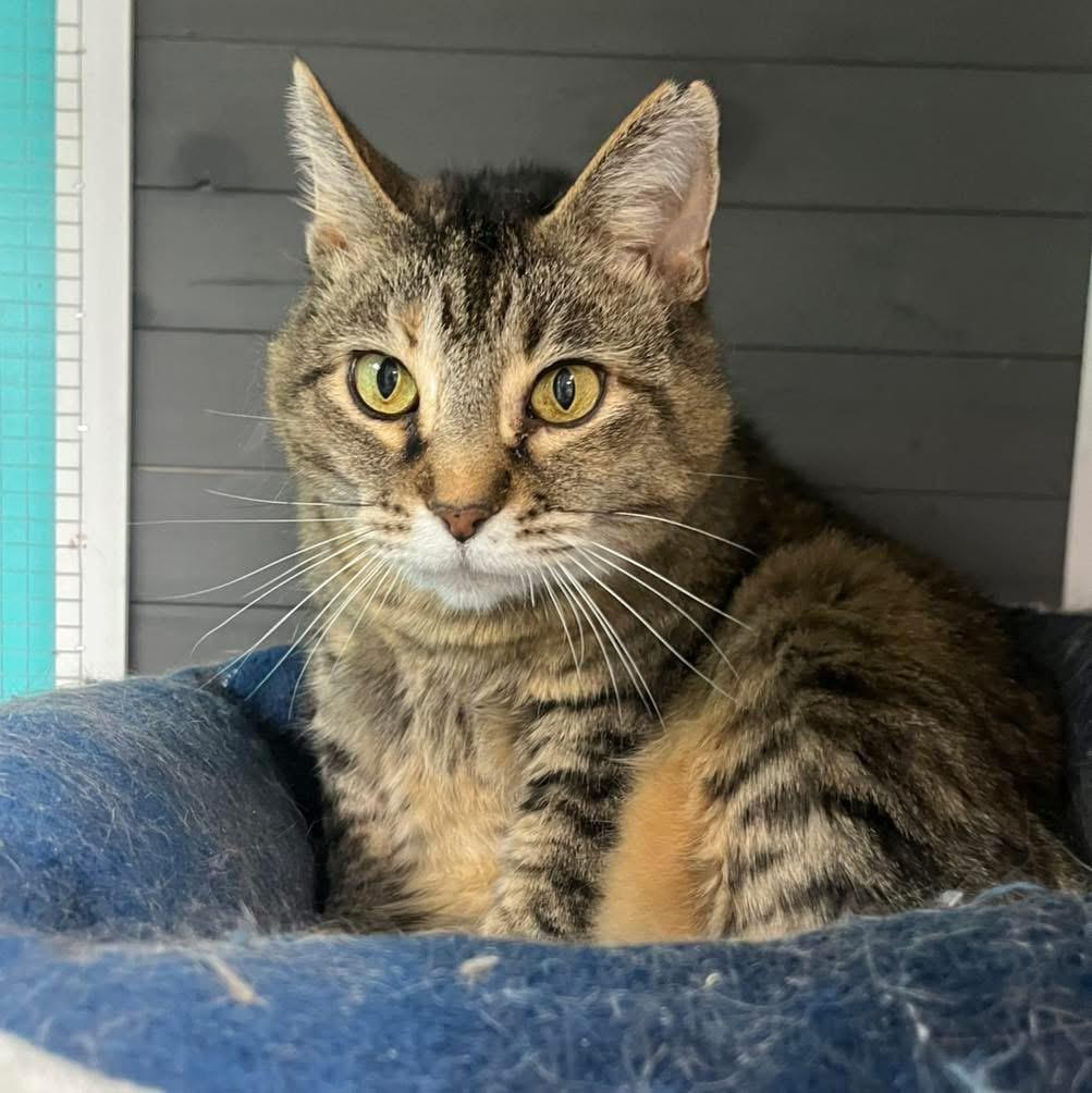 Enlarge Kit Kat, a ADOPTABLE Domestic Short Hair in Maryville, TN image 1/4