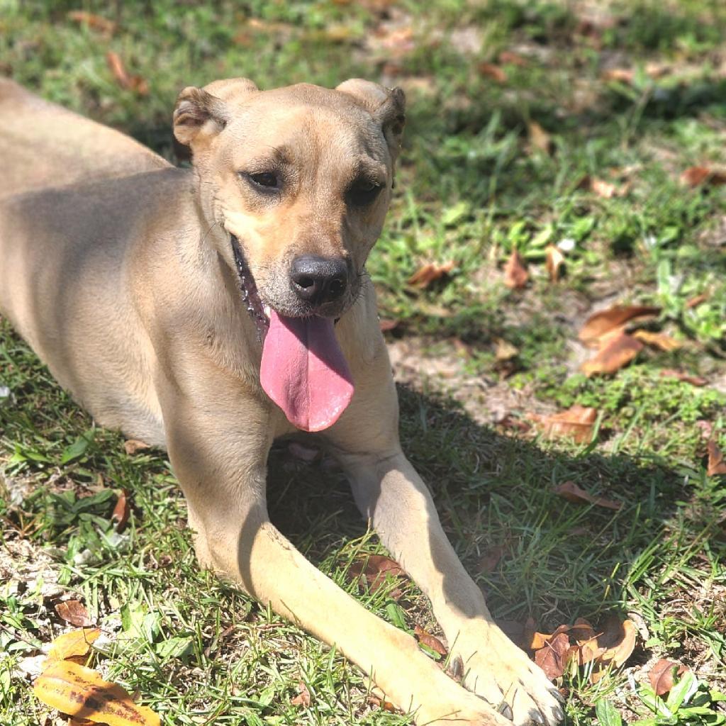 Enlarge Dixie, a Adoptable mixed breed in Lexington, SC image 1/5