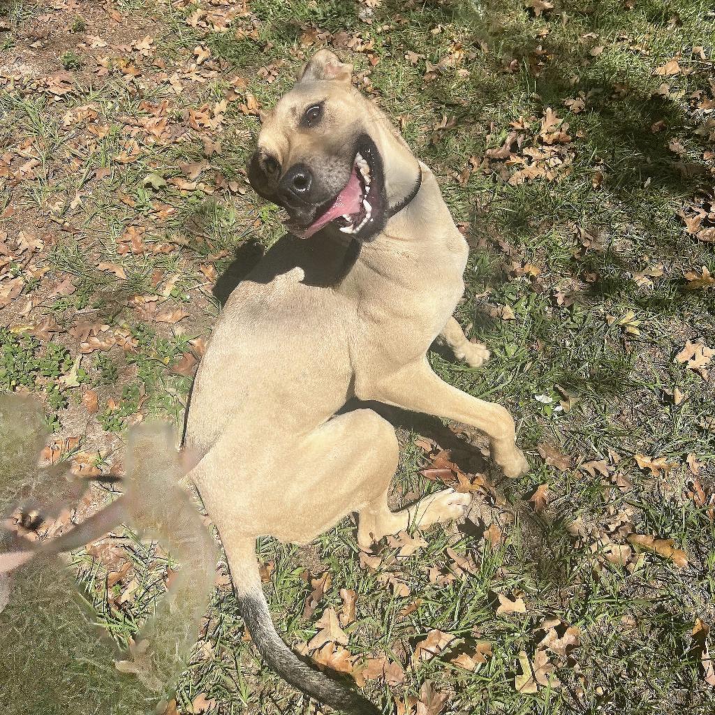 Enlarge Dixie, a Adoptable mixed breed in Lexington, SC image 2/5
