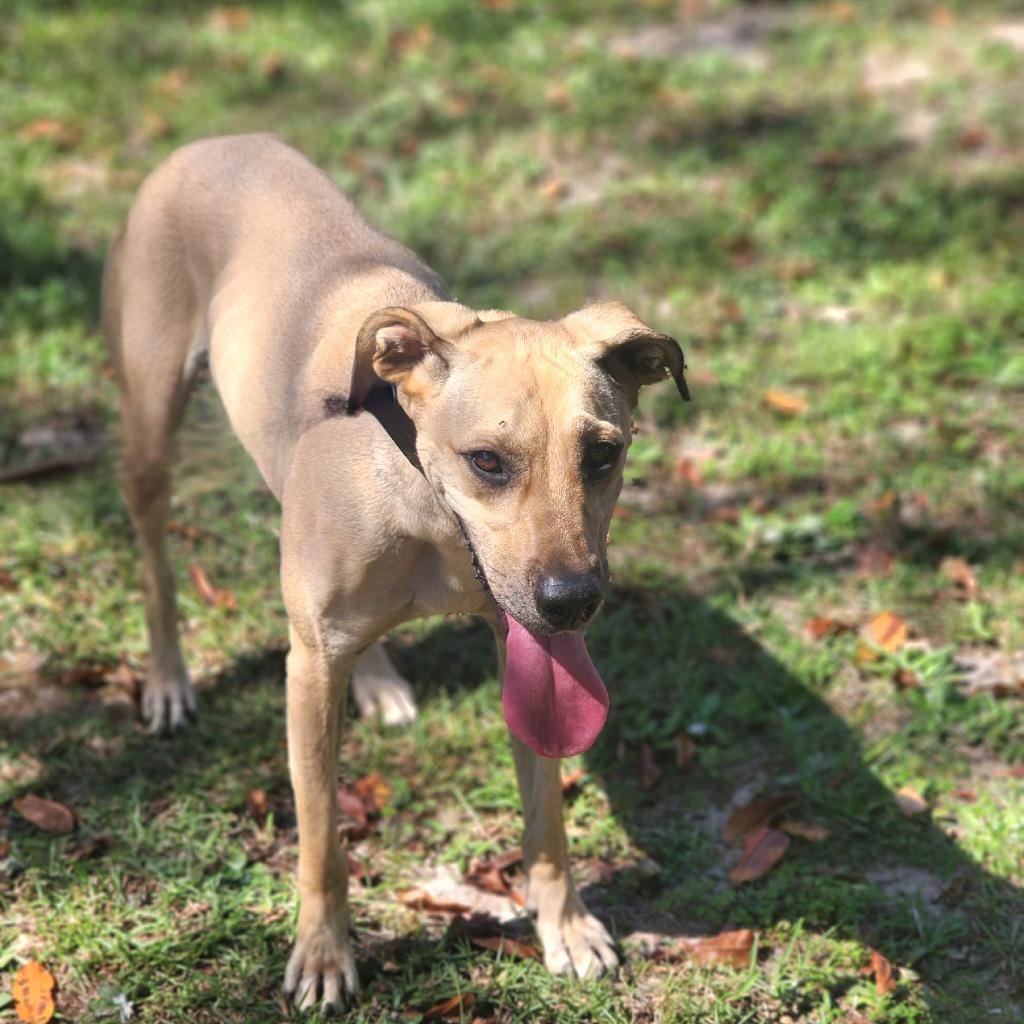 Enlarge Dixie, a Adoptable mixed breed in Lexington, SC image 3/5