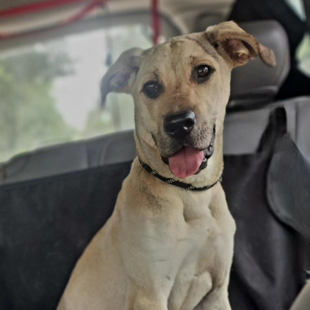 Enlarge Dixie, a Adoptable mixed breed in Lexington, SC image 4/5