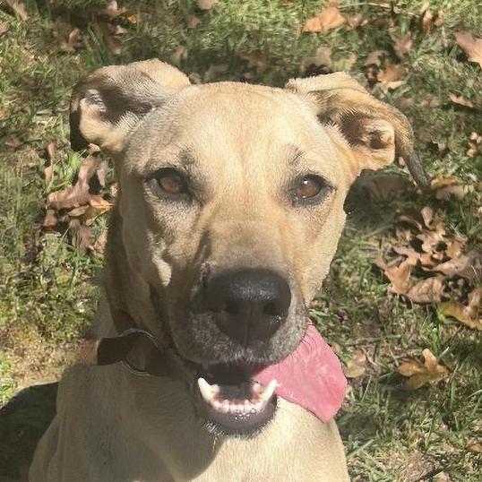 Enlarge Dixie, a Adoptable mixed breed in Lexington, SC image 5/5