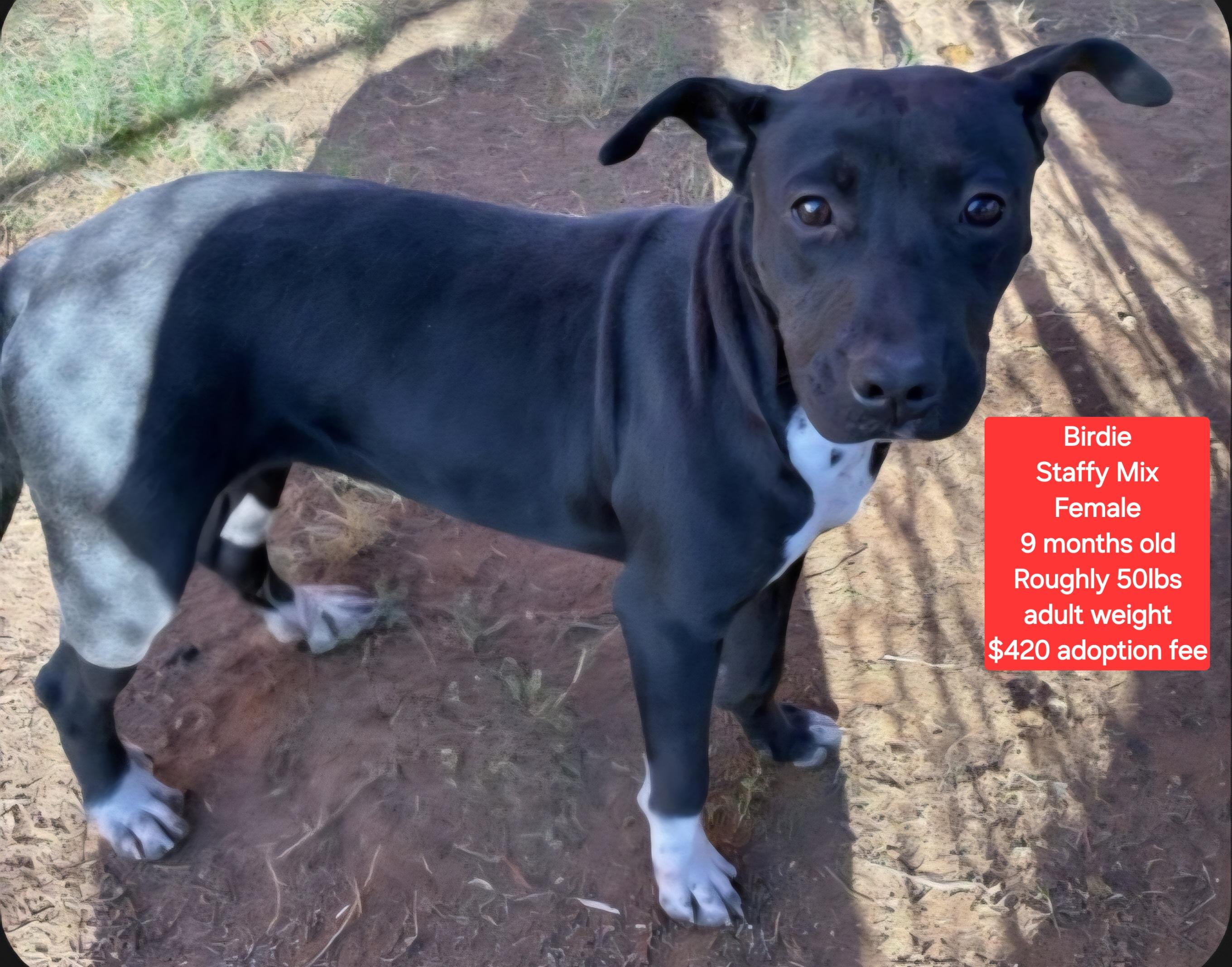 Enlarge Birdie, a ADOPTABLE mixed breed in Oviedo, FL image 1/1
