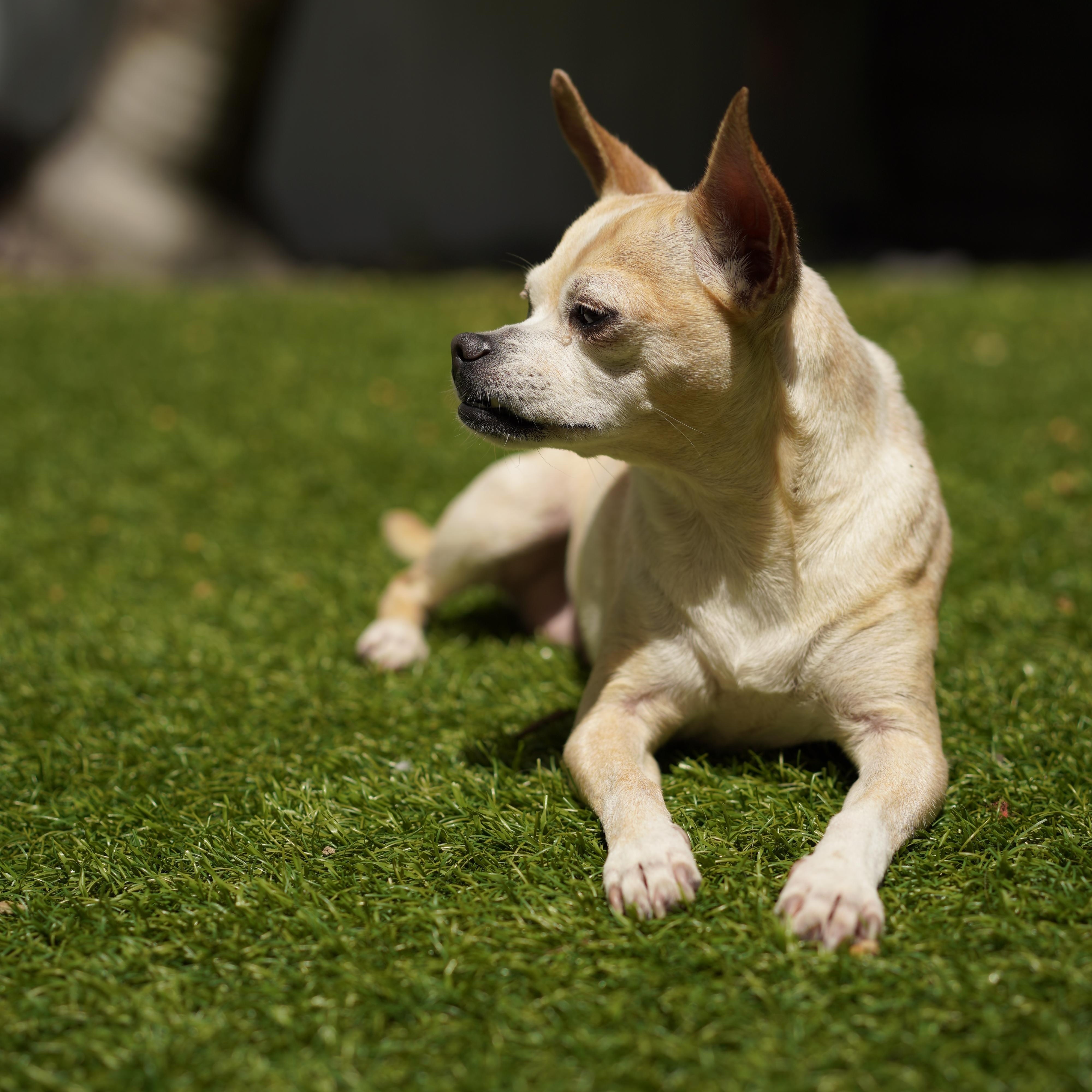 Colada, a ADOPTABLE mixed breed in Miramar, FL image 5/5