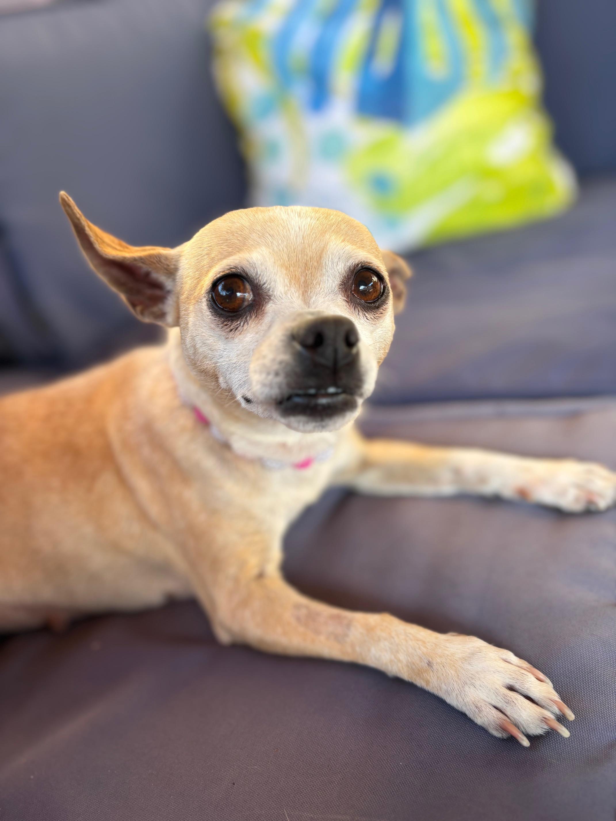 Colada, ADOPTABLE, Young Female Chihuahua.