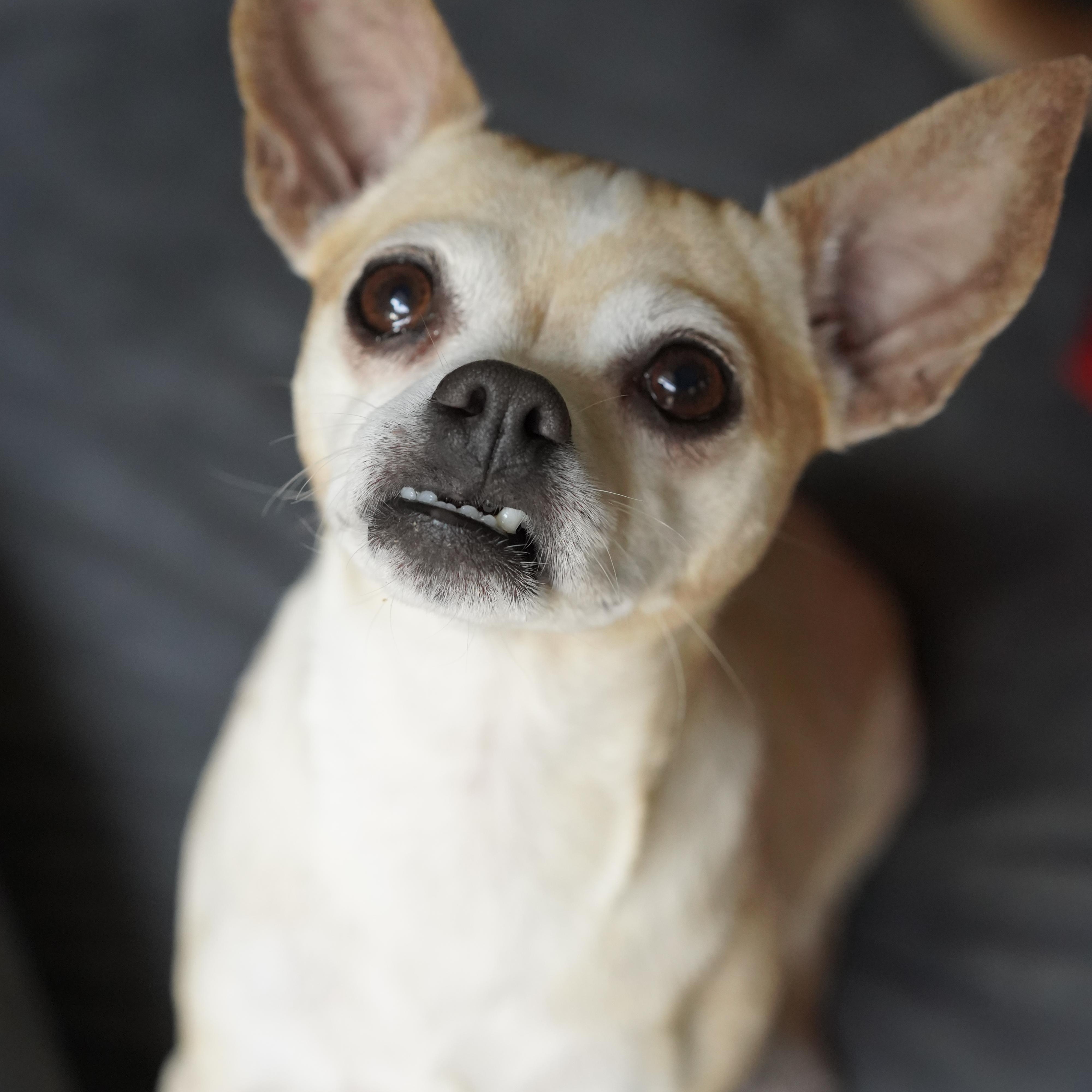Colada, a ADOPTABLE mixed breed in Miramar, FL image 3/5