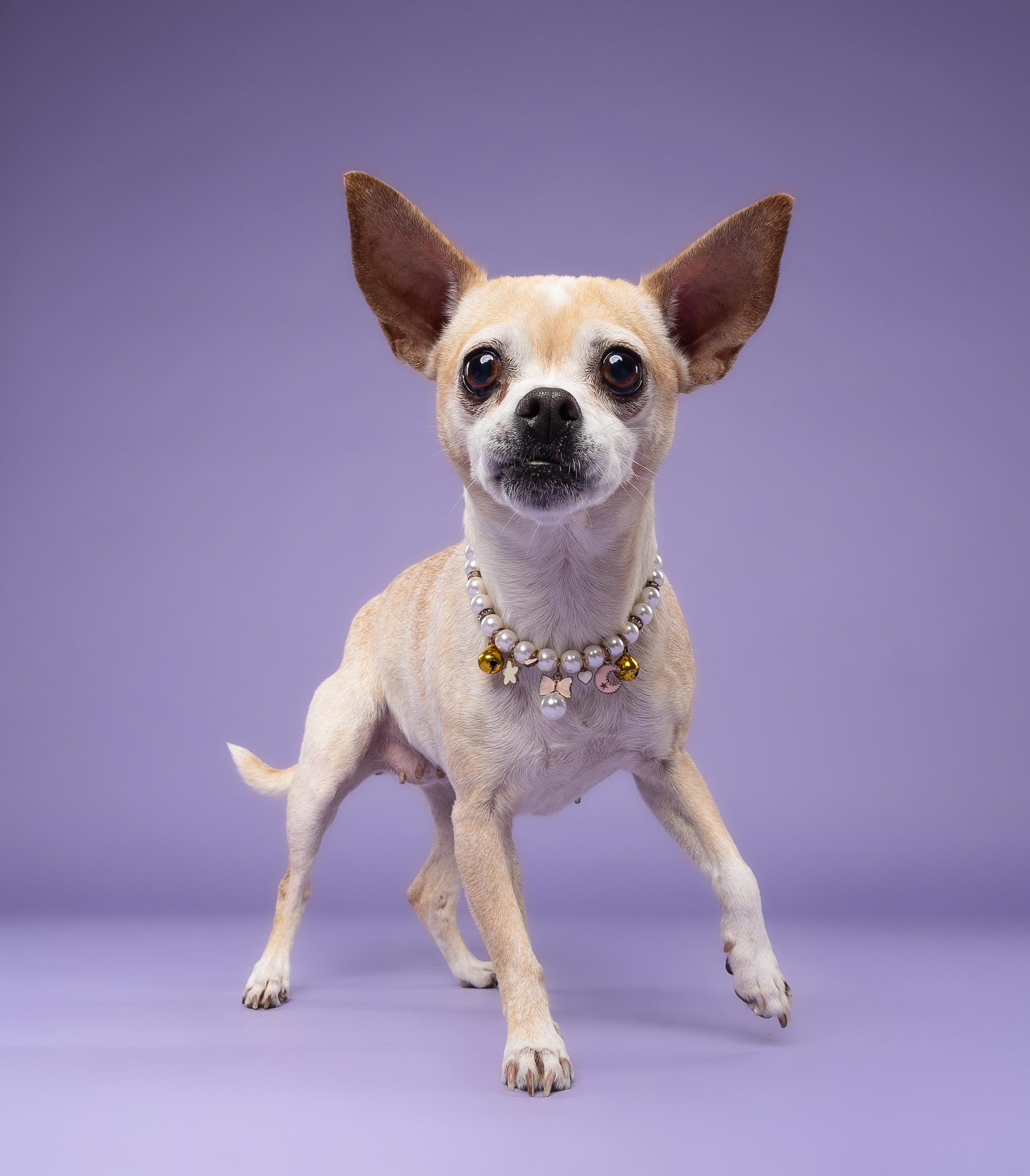 Colada, Adoptable, Young Female Chihuahua.