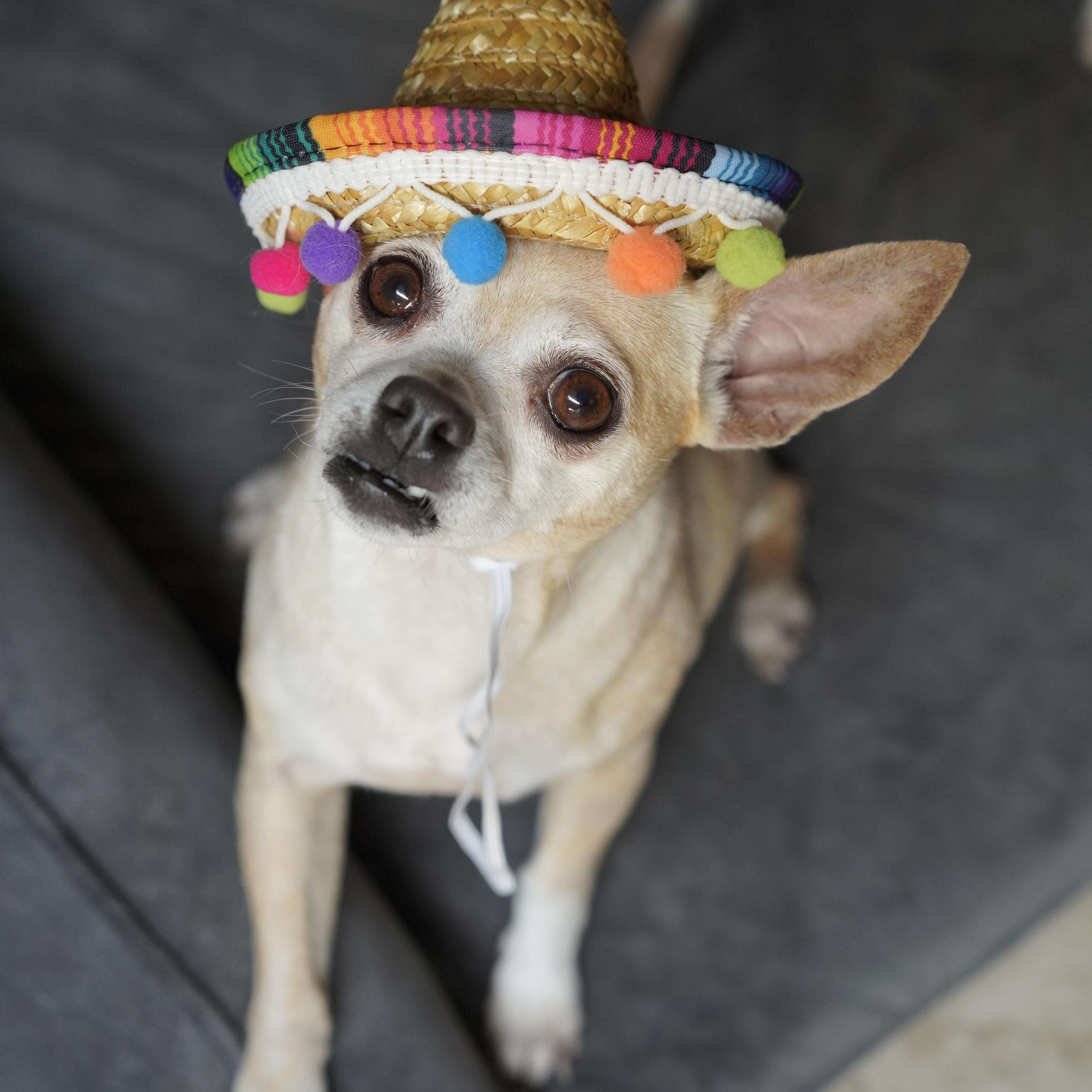 Colada, a ADOPTABLE mixed breed in Miramar, FL image 1/5