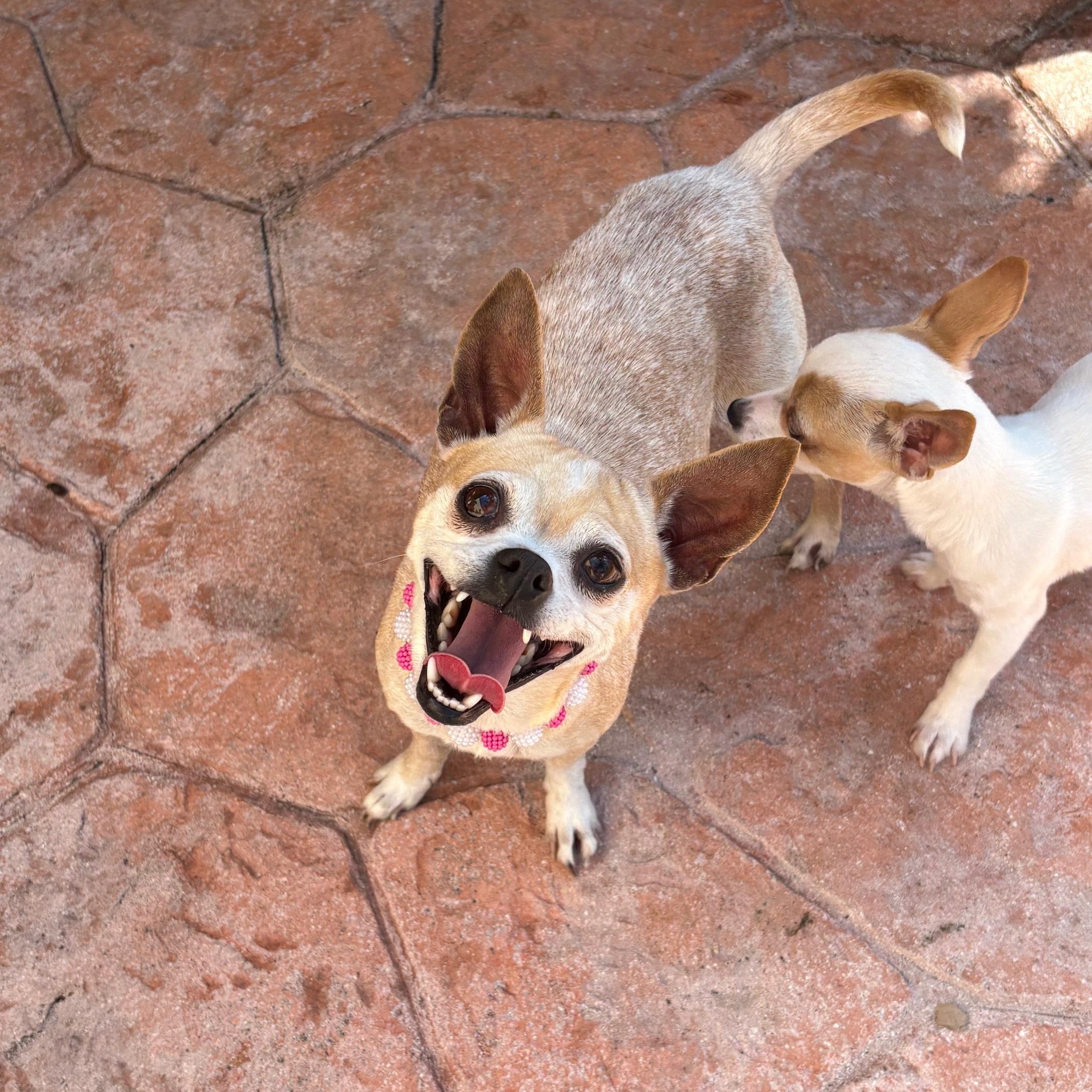 Colada, a ADOPTABLE Chihuahua in Miramar, FL image 5/5