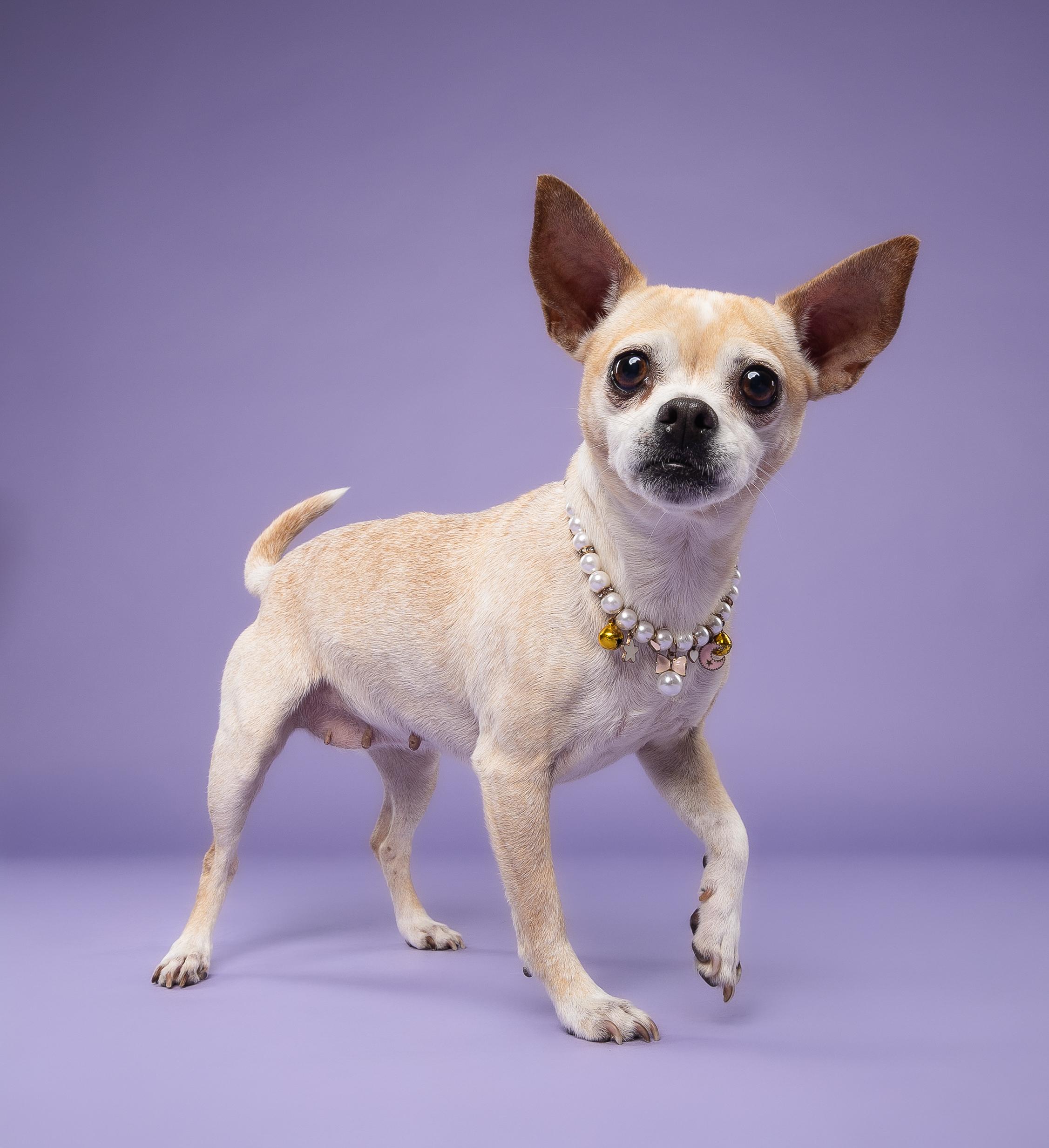 Colada, a Adoptable mixed breed in Loxahatchee, FL image 2/6