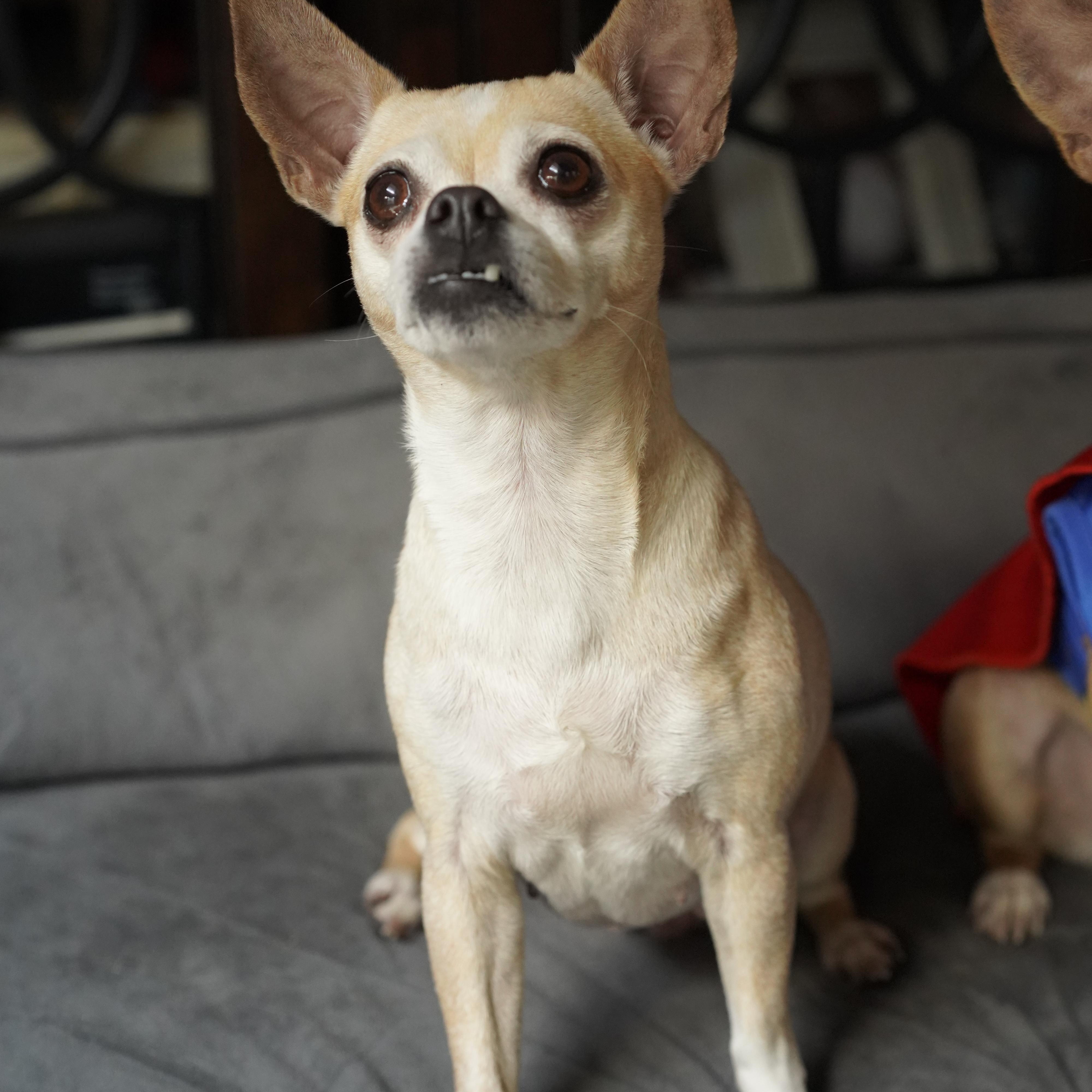 Colada, a ADOPTABLE mixed breed in Miramar, FL image 2/5