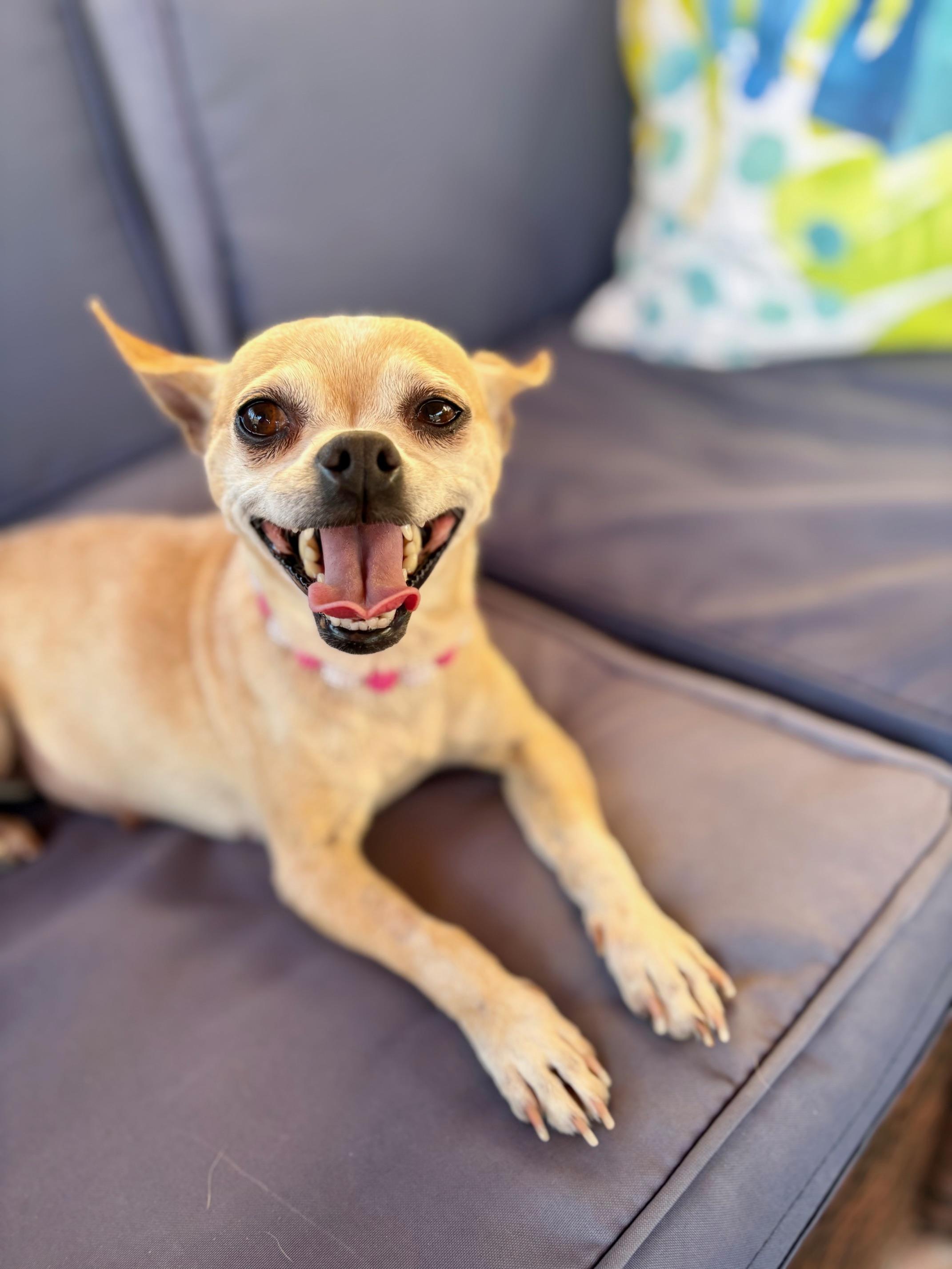 Colada, ADOPTABLE, Young Female Chihuahua.