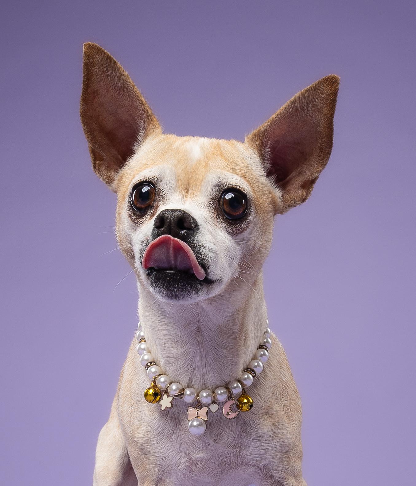 Colada, a Adoptable mixed breed in Loxahatchee, FL image 4/6