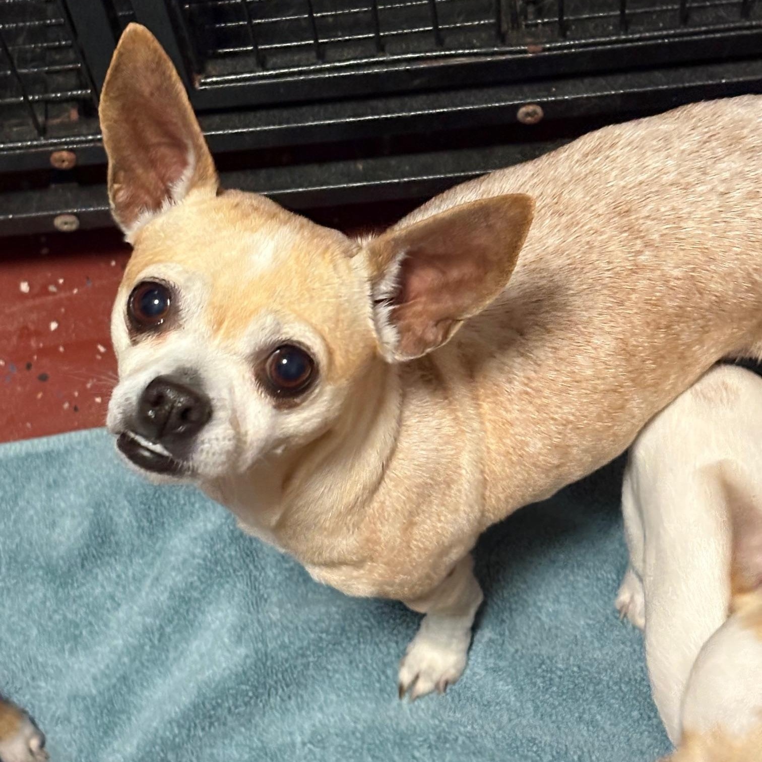 Colada, a ADOPTABLE Chihuahua in Miramar, FL image 4/5