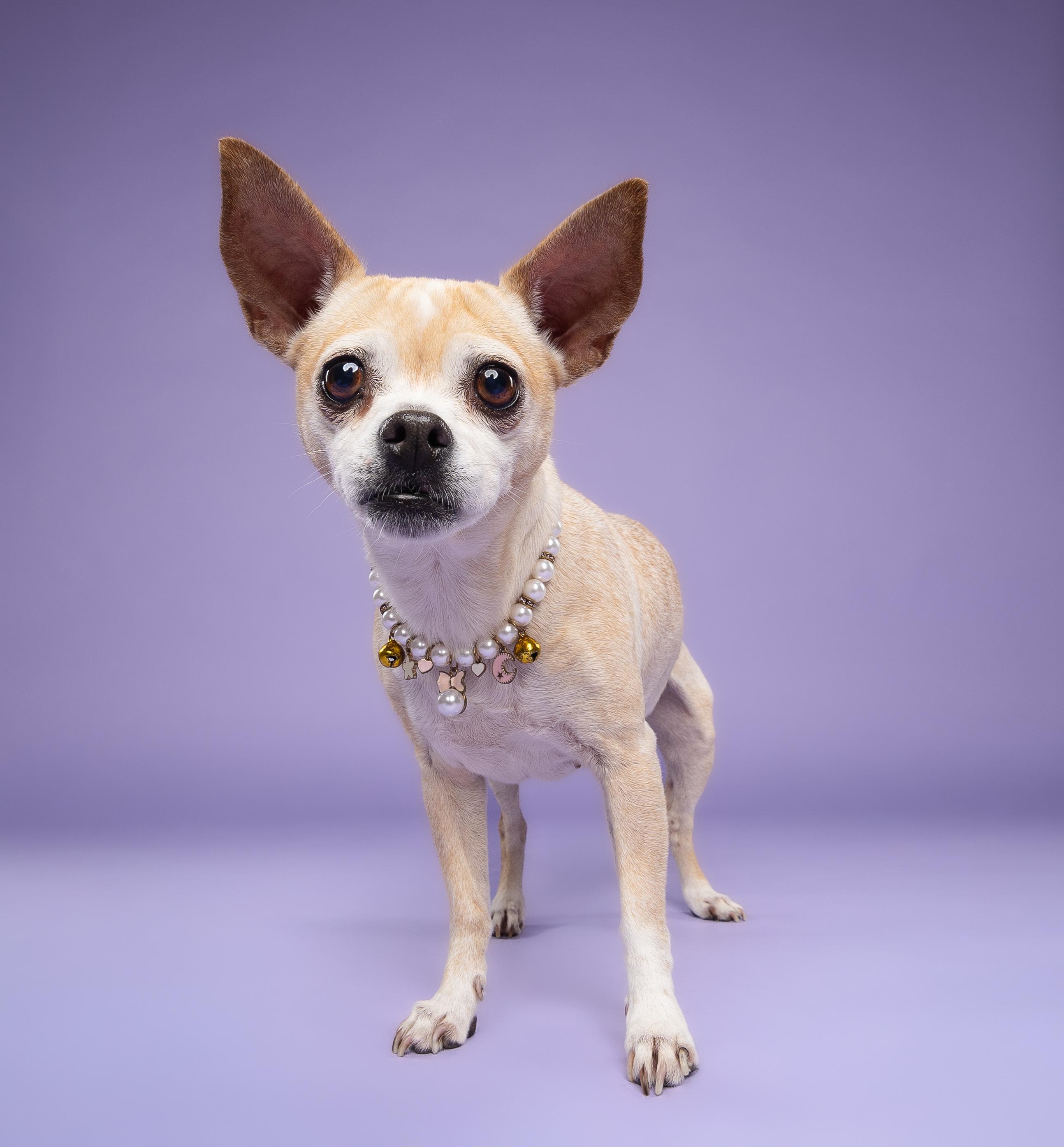 Colada, a Adoptable mixed breed in Loxahatchee, FL image 5/6