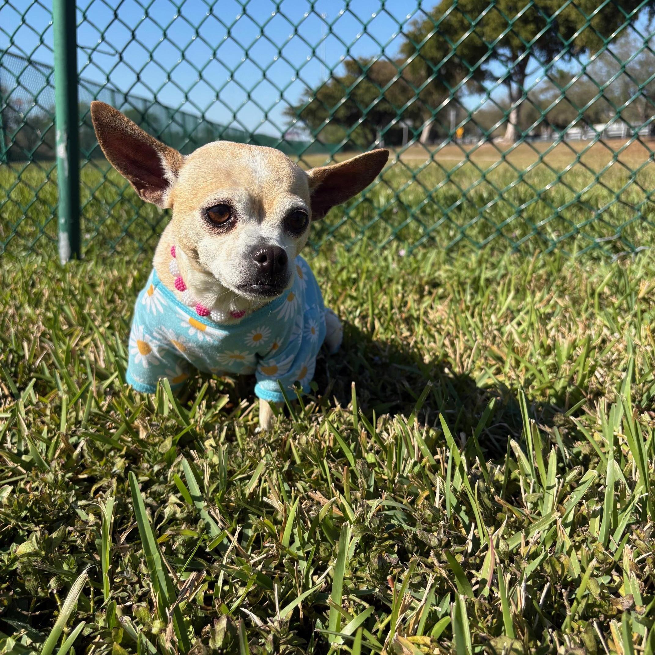 Colada, a Adoptable mixed breed in Loxahatchee, FL image 6/6
