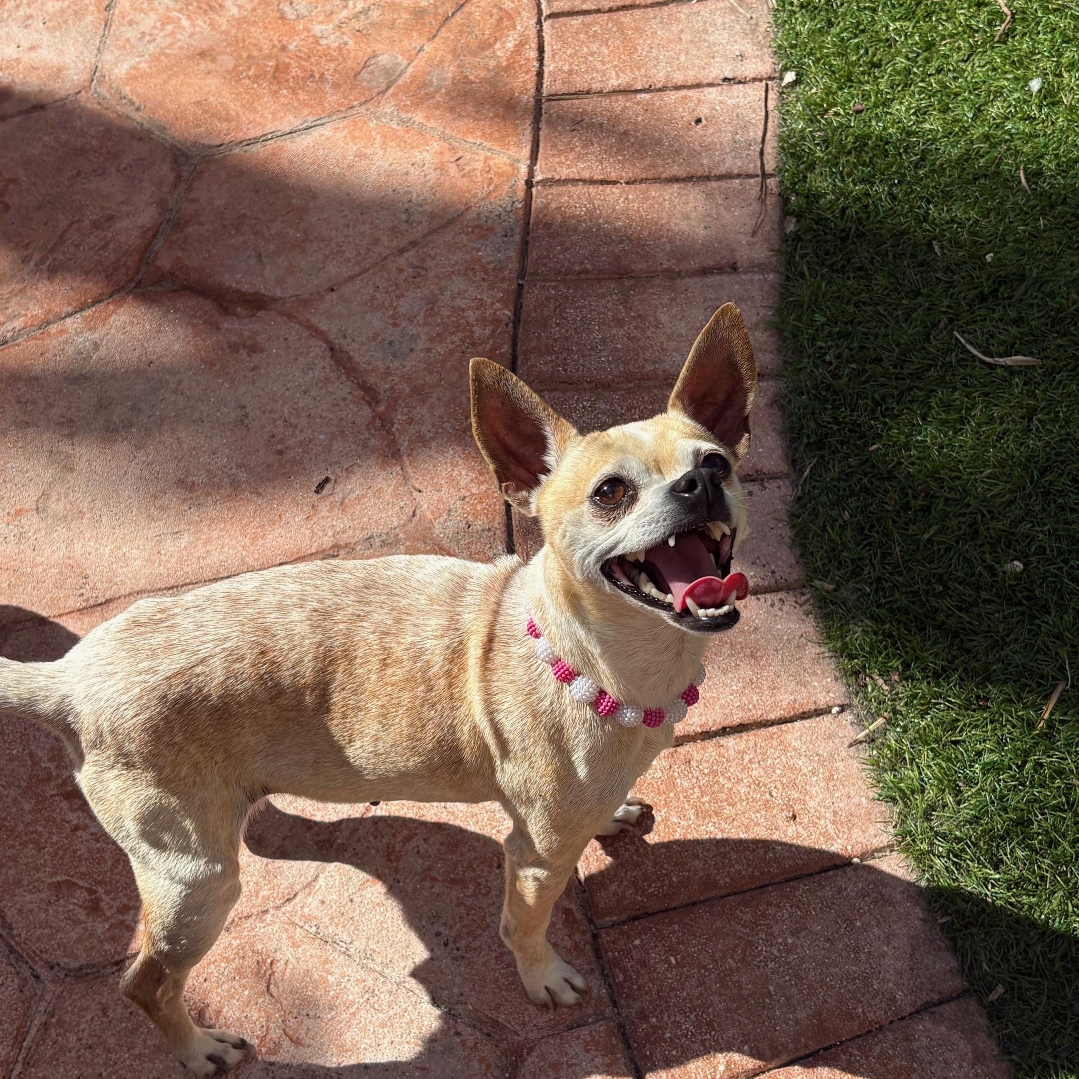 Colada, a ADOPTABLE Chihuahua in Miramar, FL image 3/5