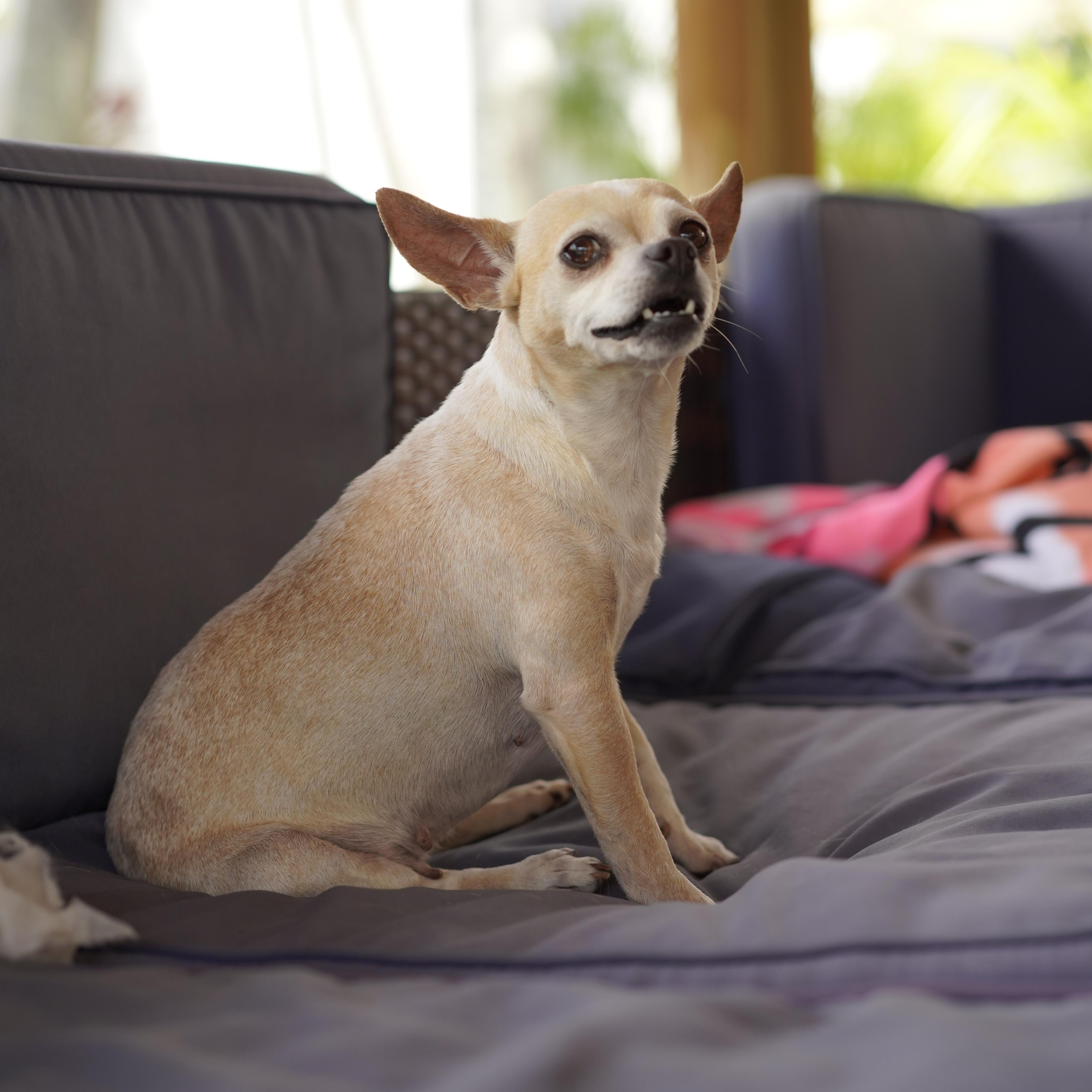 Colada, a ADOPTABLE mixed breed in Miramar, FL image 4/5