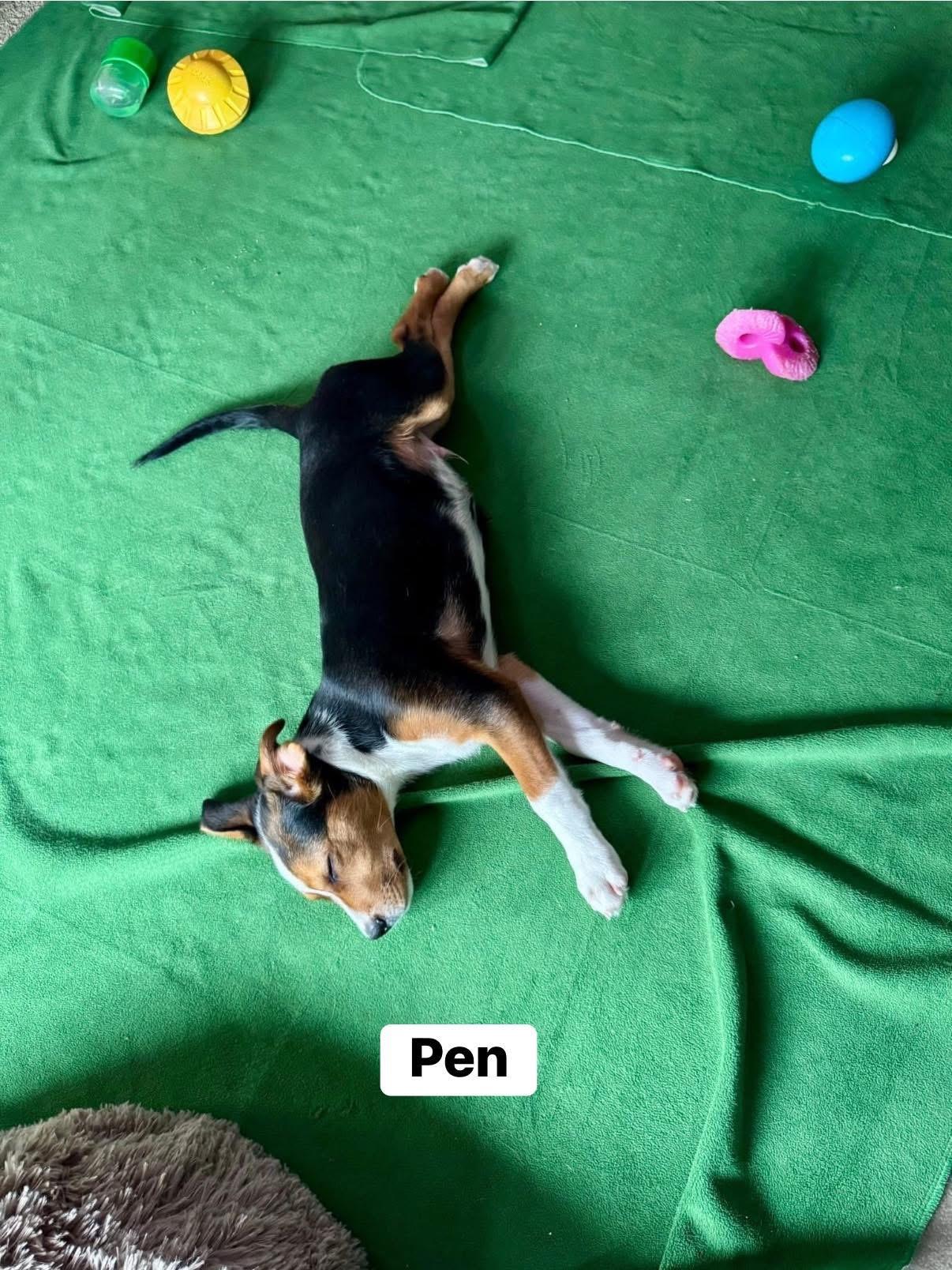 Pineapple Pen, a Adoptable mixed breed in Elburn, IL image 1/6