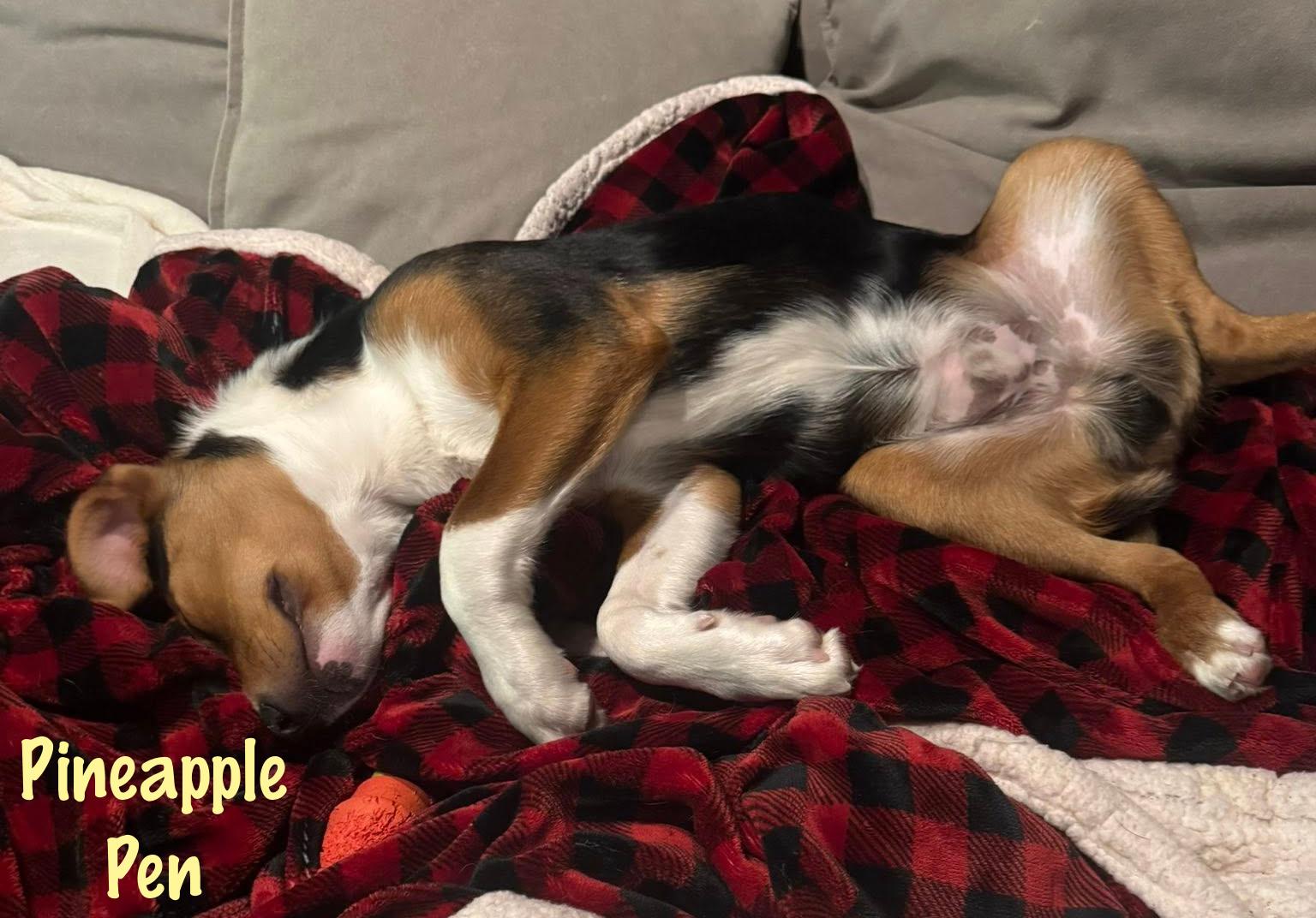 Enlarge Pineapple Pen, a Adoptable mixed breed in Elburn, IL image 5/5