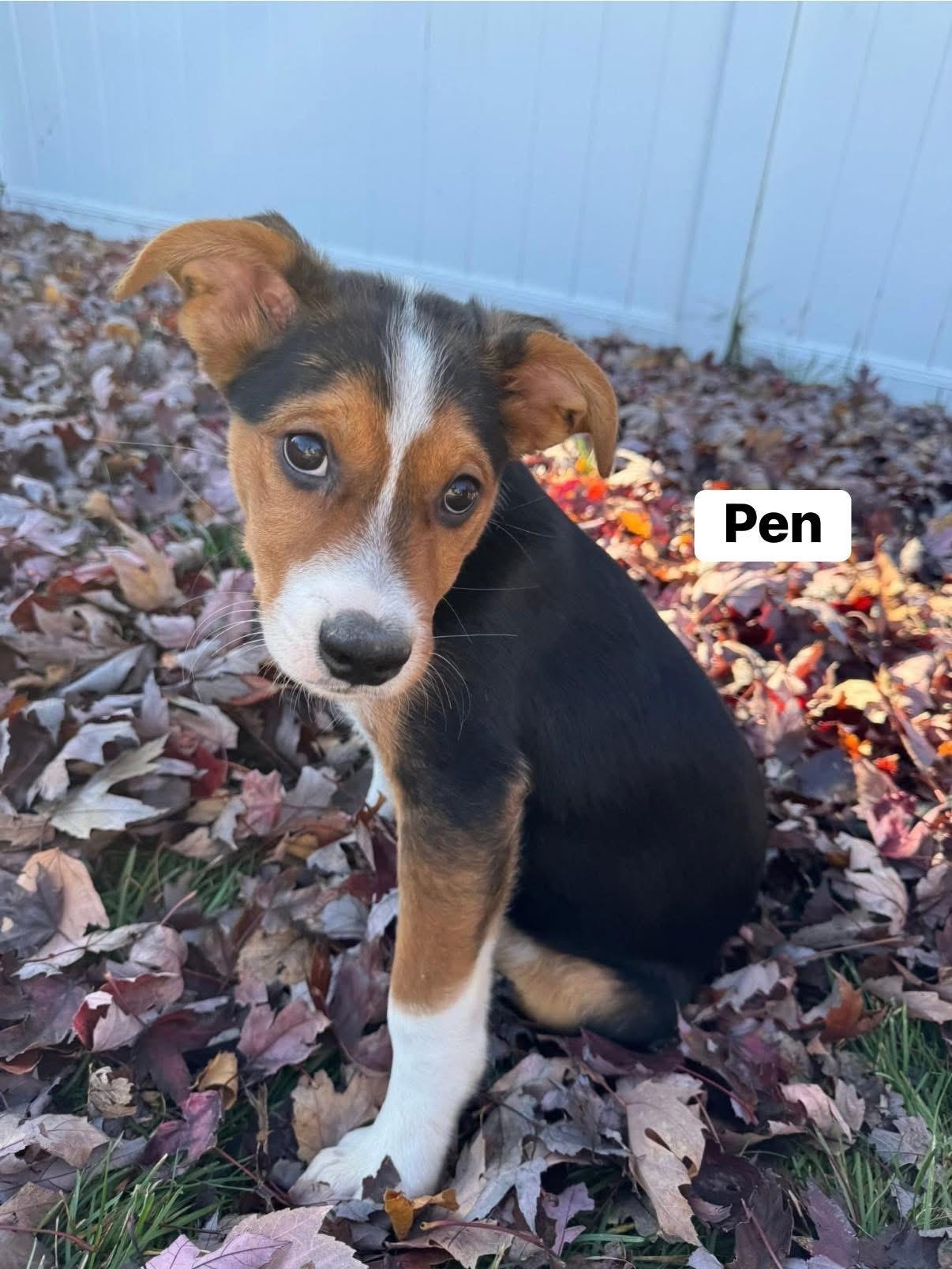 Pineapple Pen, a Adoptable mixed breed in Elburn, IL image 2/6