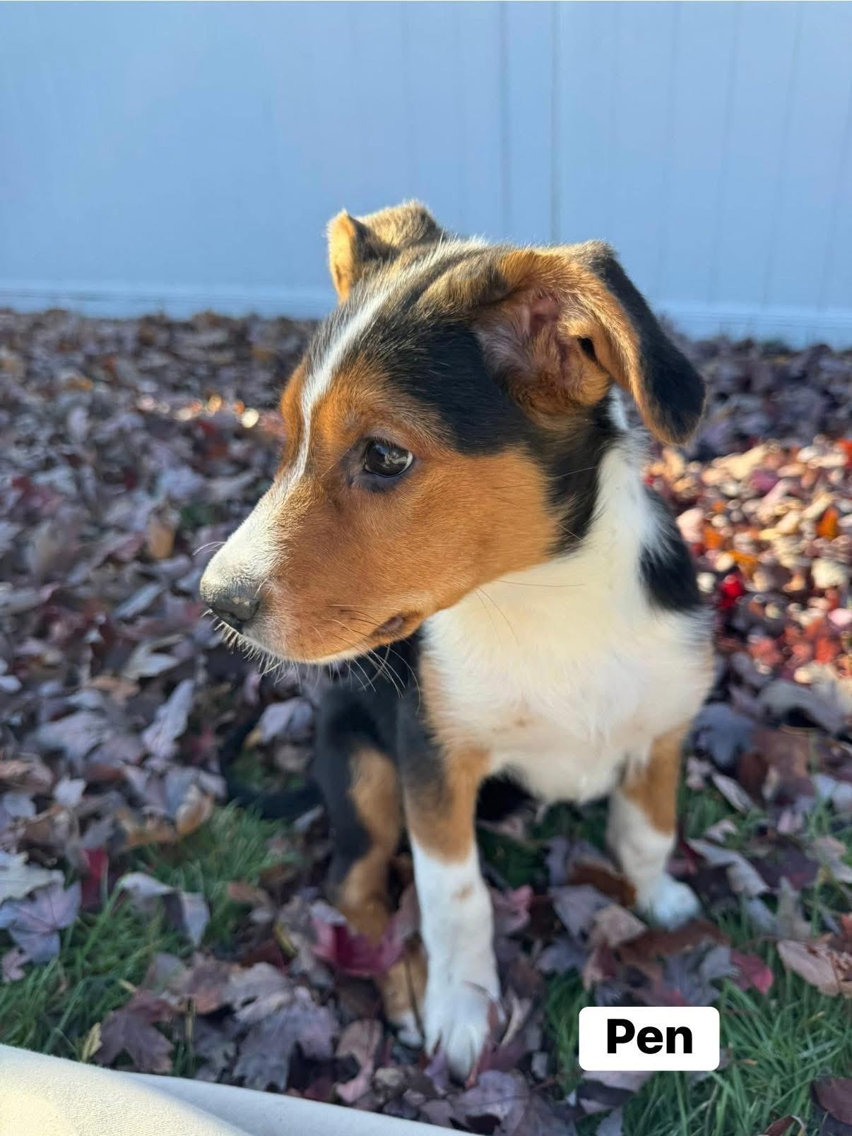 Pineapple Pen, a Adoptable mixed breed in Elburn, IL image 3/6