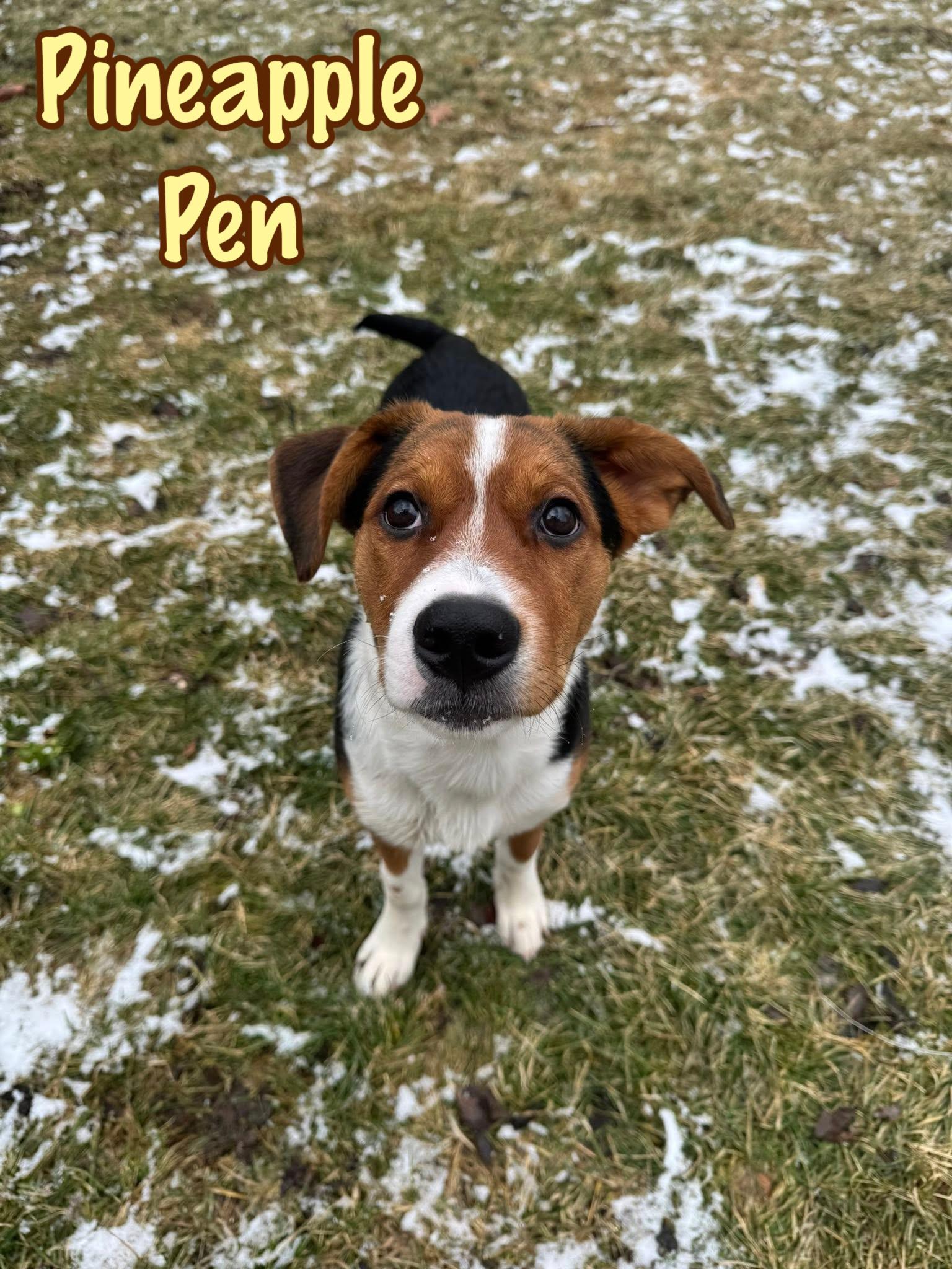 Enlarge Pineapple Pen, a Adoptable mixed breed in Elburn, IL image 1/5