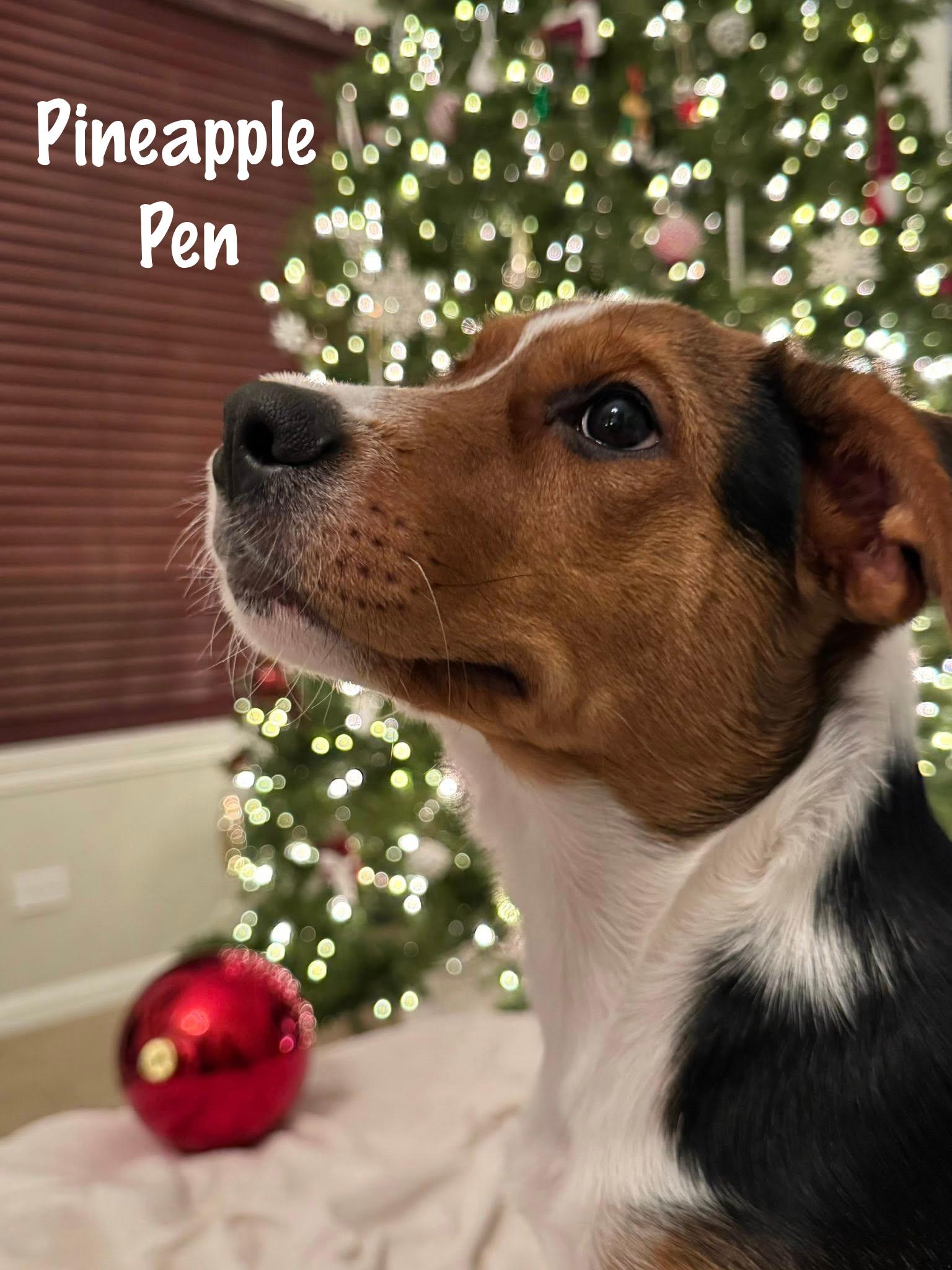 Pineapple Pen thumbnail 3