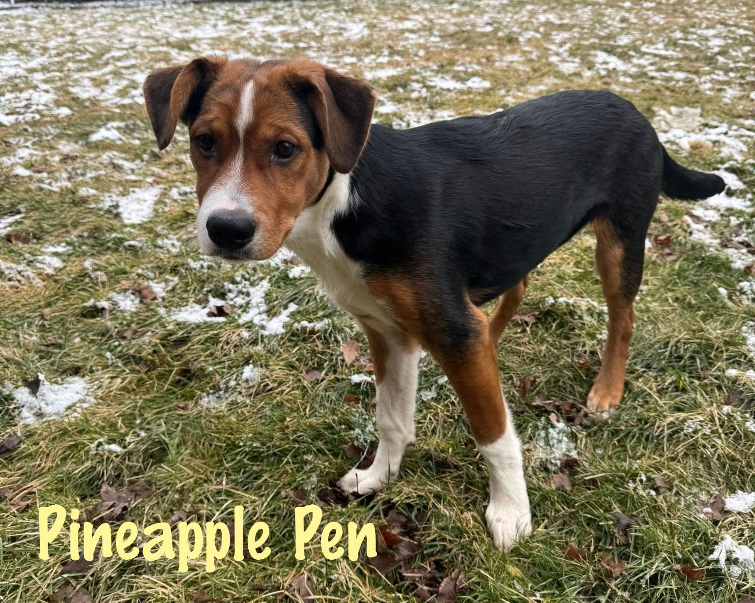 Enlarge Pineapple Pen, a Adoptable mixed breed in Elburn, IL image 4/5