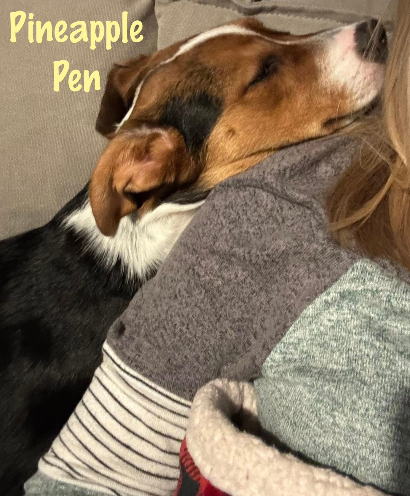 Enlarge Pineapple Pen, a Adoptable mixed breed in Elburn, IL image 2/5