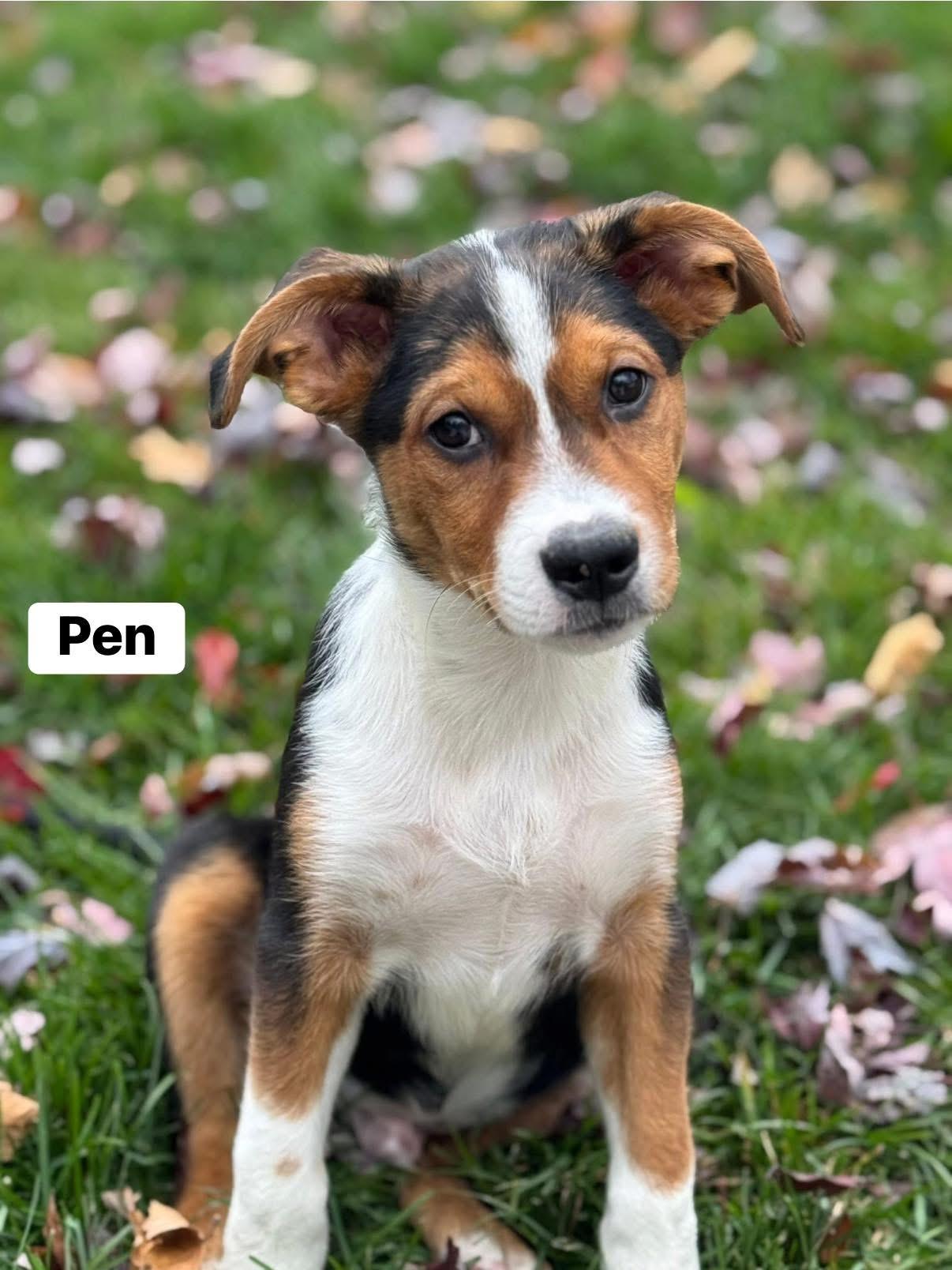 Pineapple Pen, a Adoptable mixed breed in Elburn, IL image 4/6