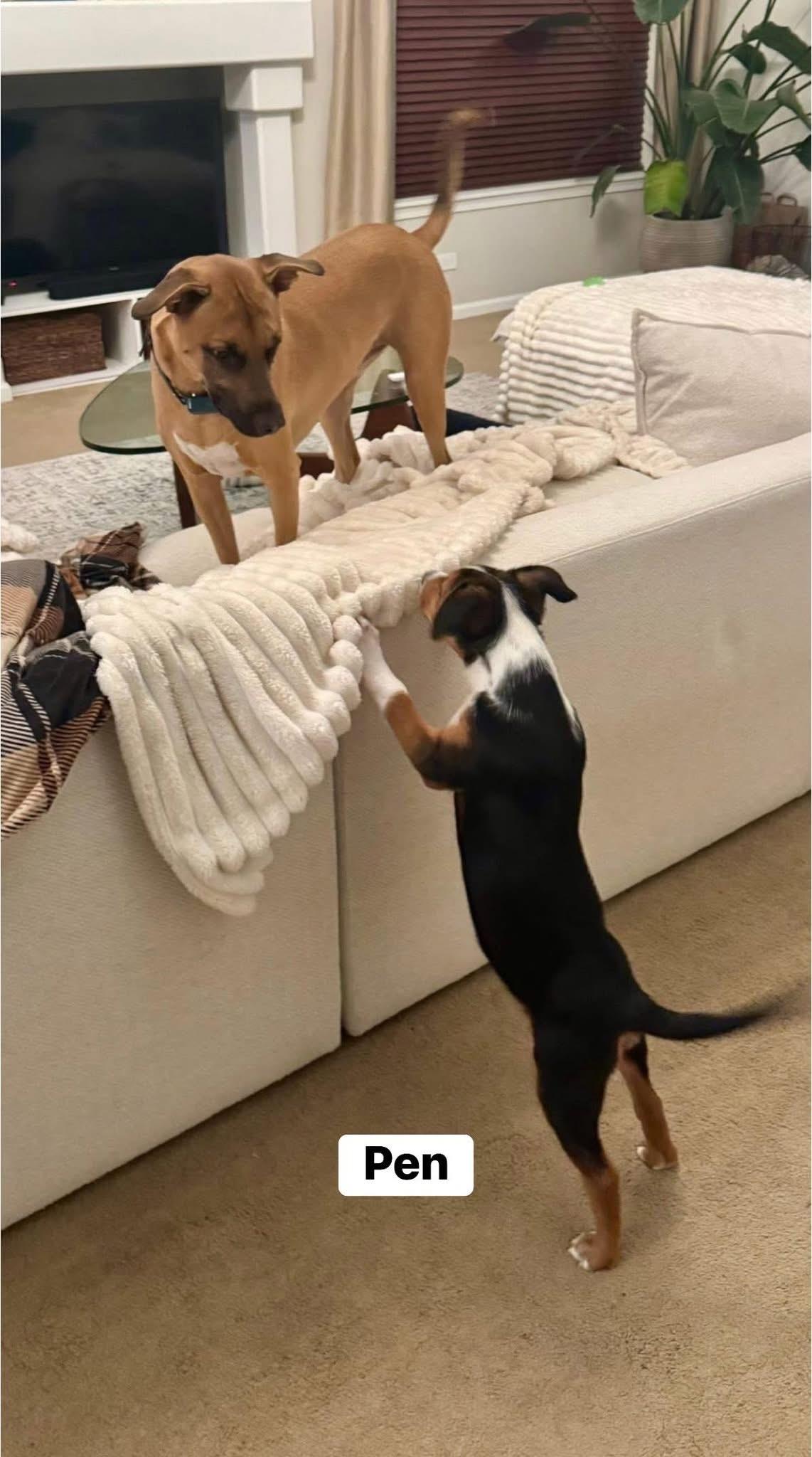 Pineapple Pen, a Adoptable mixed breed in Elburn, IL image 5/6