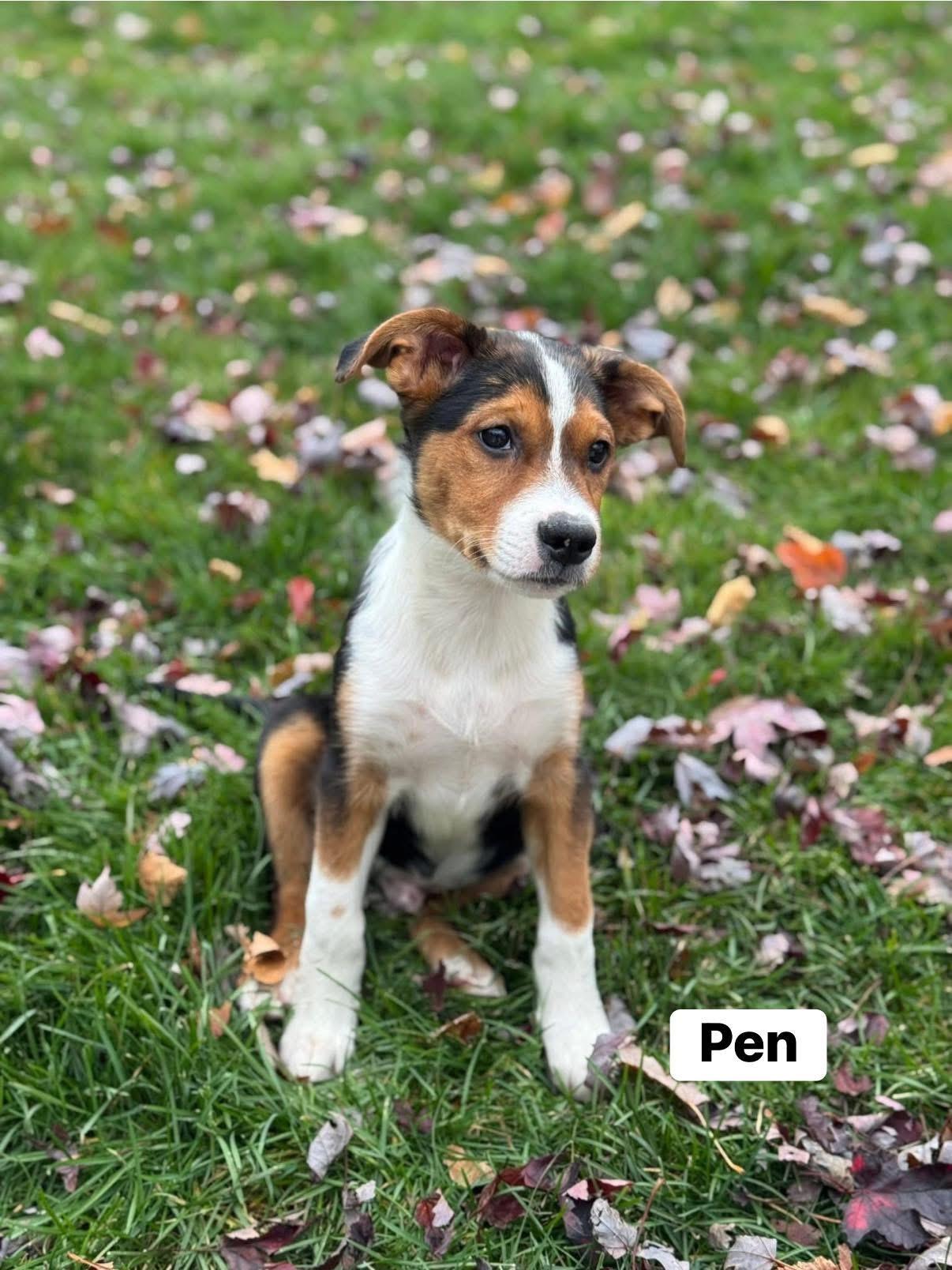 Pineapple Pen, a Adoptable mixed breed in Elburn, IL image 6/6