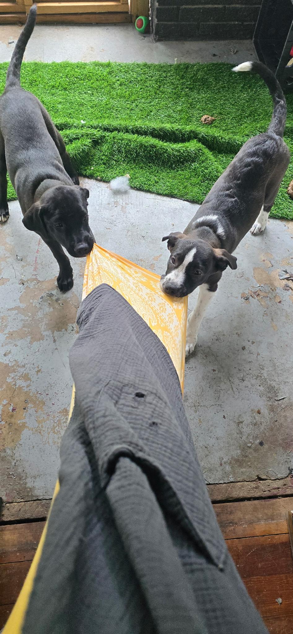 Enlarge Elvis, a Adoptable Mixed Breed in Flagstaff, AZ image 2/4