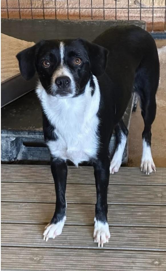 Enlarge Wolfie, a ADOPTABLE mixed breed in Joliet, IL image 1/1