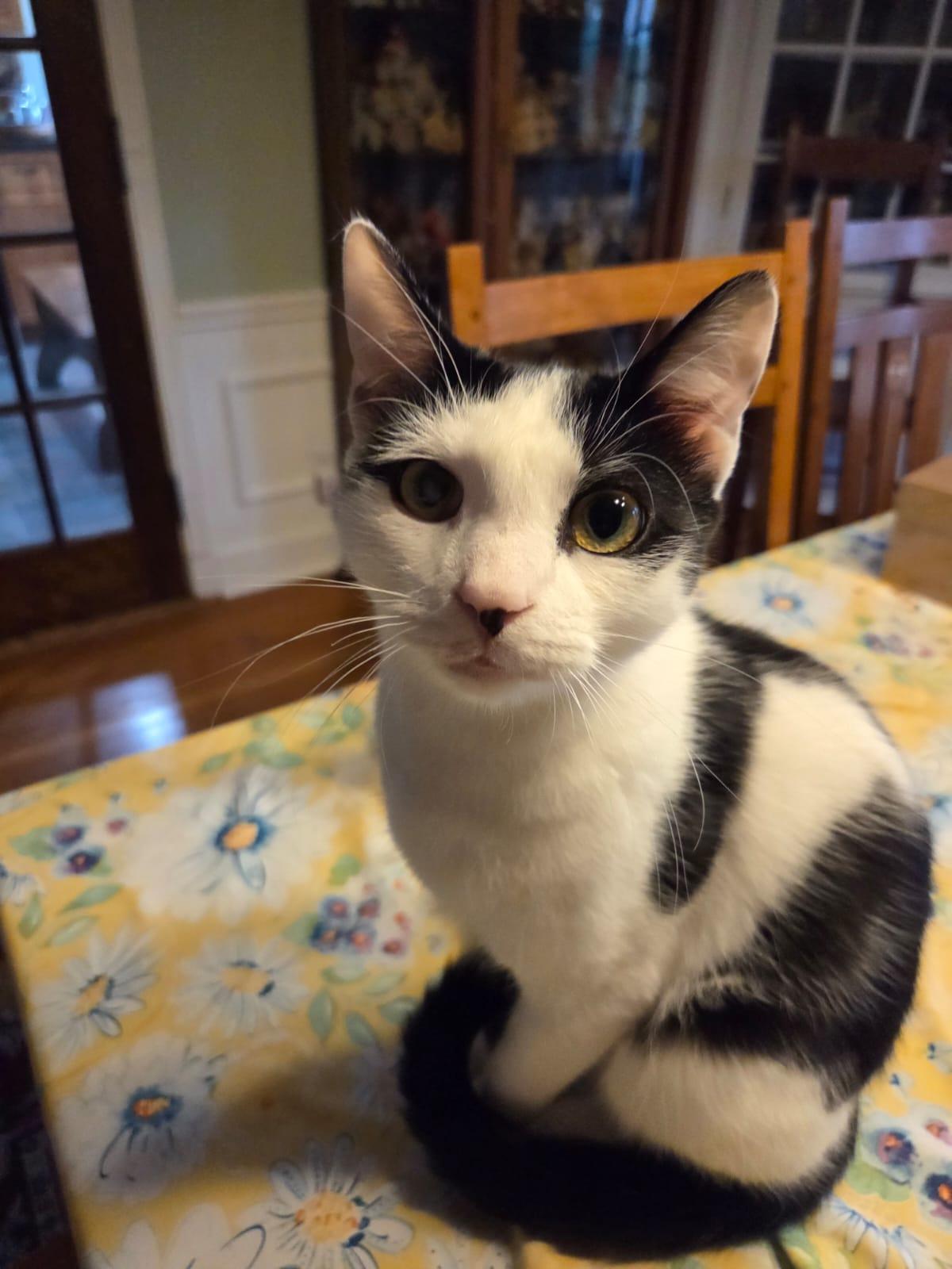 Hector, adoptable, Young Male Domestic Short Hair.